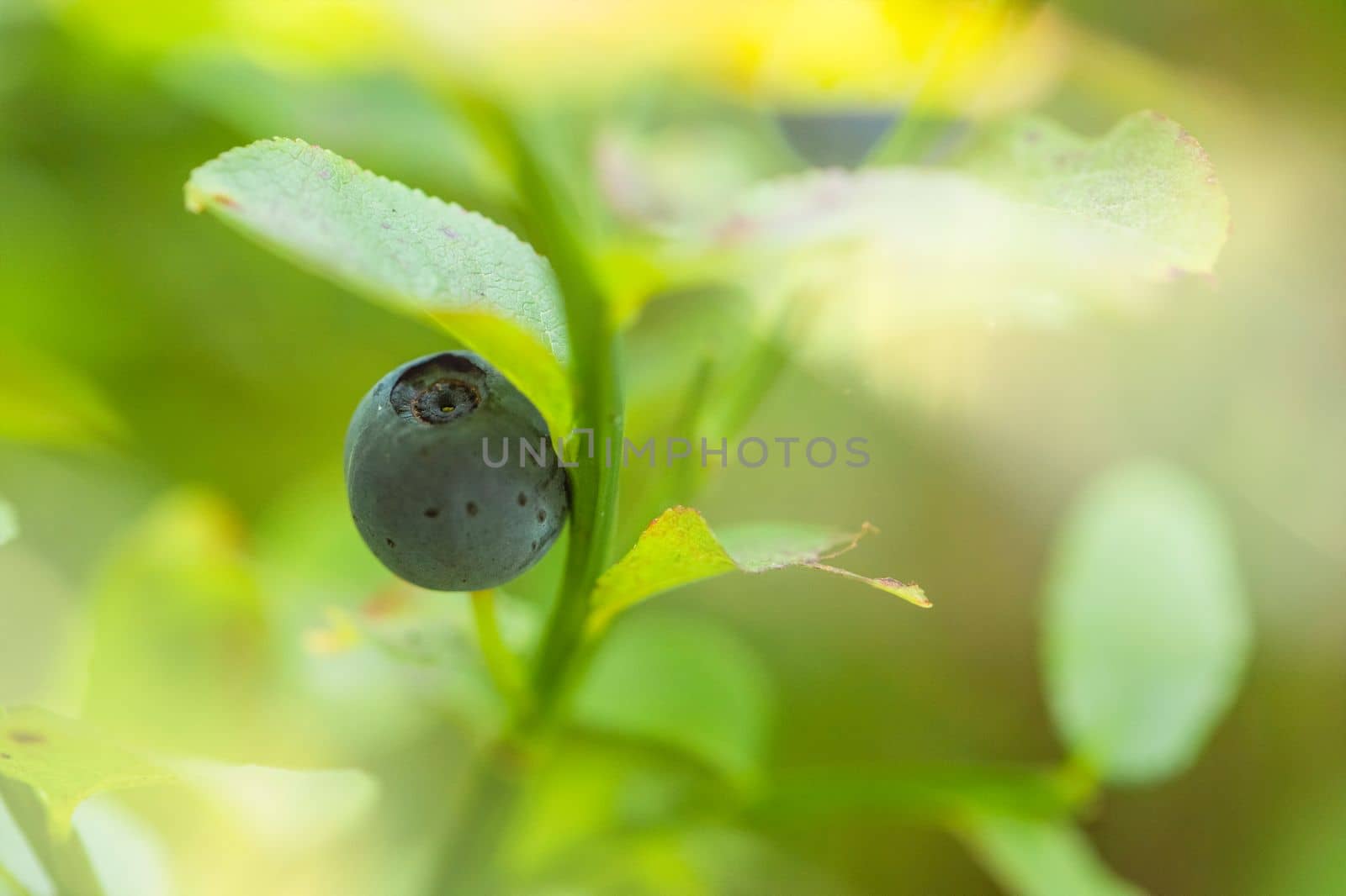 Wild blueberries on a bush in the forest, close-up. Green blueberry bush with berries and green leaves of a blueberry bush