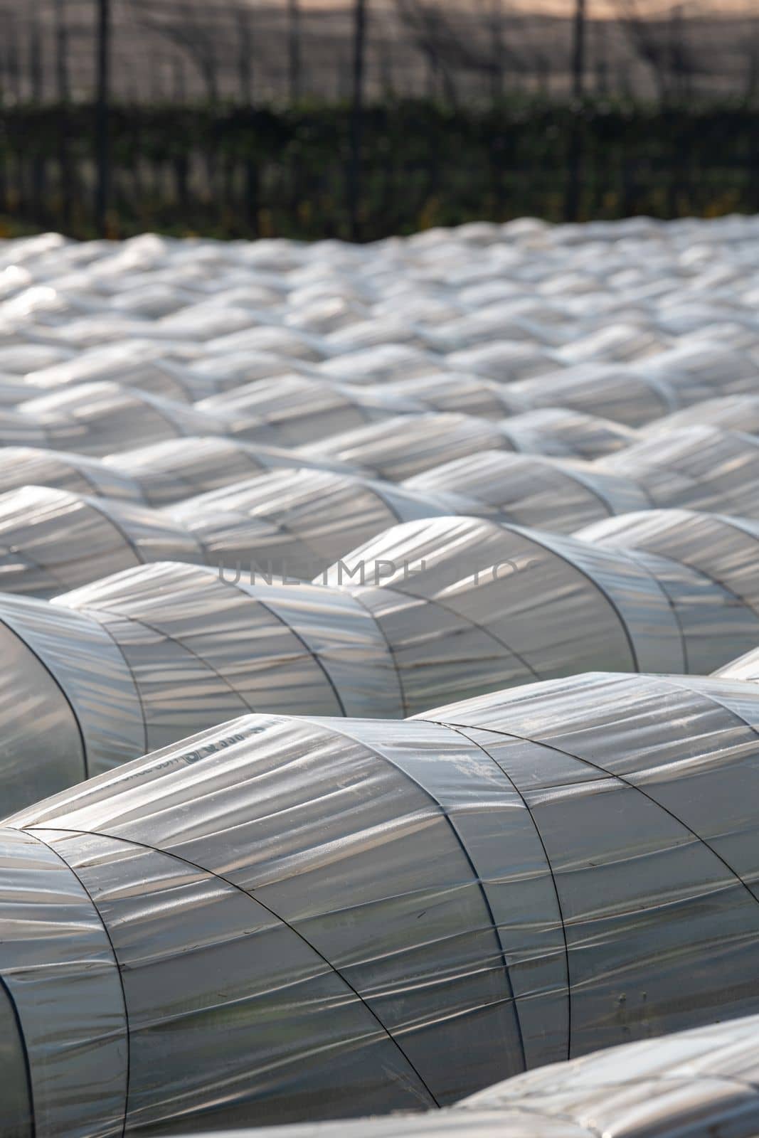 Farm plantation covered under agricultural plastic film tunnel rows, Create a greenhouse effect, Growing food, protecting plants from frost and wind, High quality 4k footage