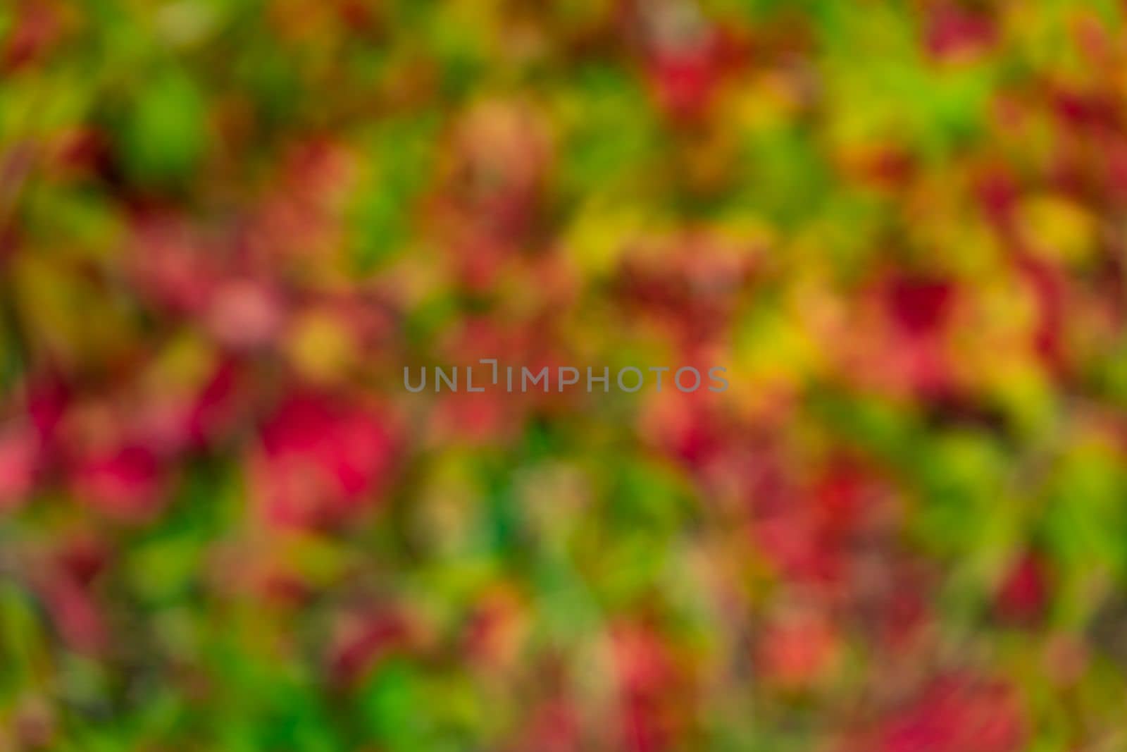 Bright red green blurred natural background. Colorful red green bokeh