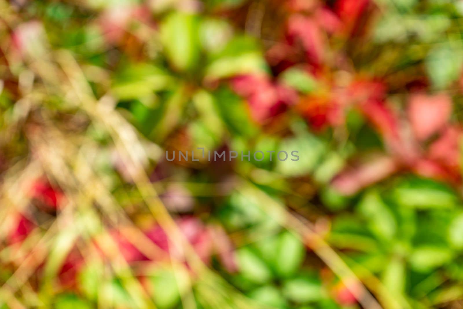 Colorful red green natural bokeh. Blurred background of a forest clearing in the bright sun by Serhii_Voroshchuk