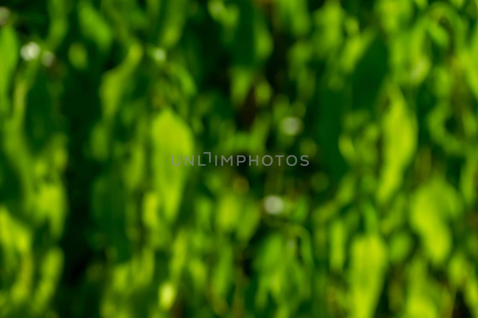 Summer bright blurred green background illuminated by bright sun.