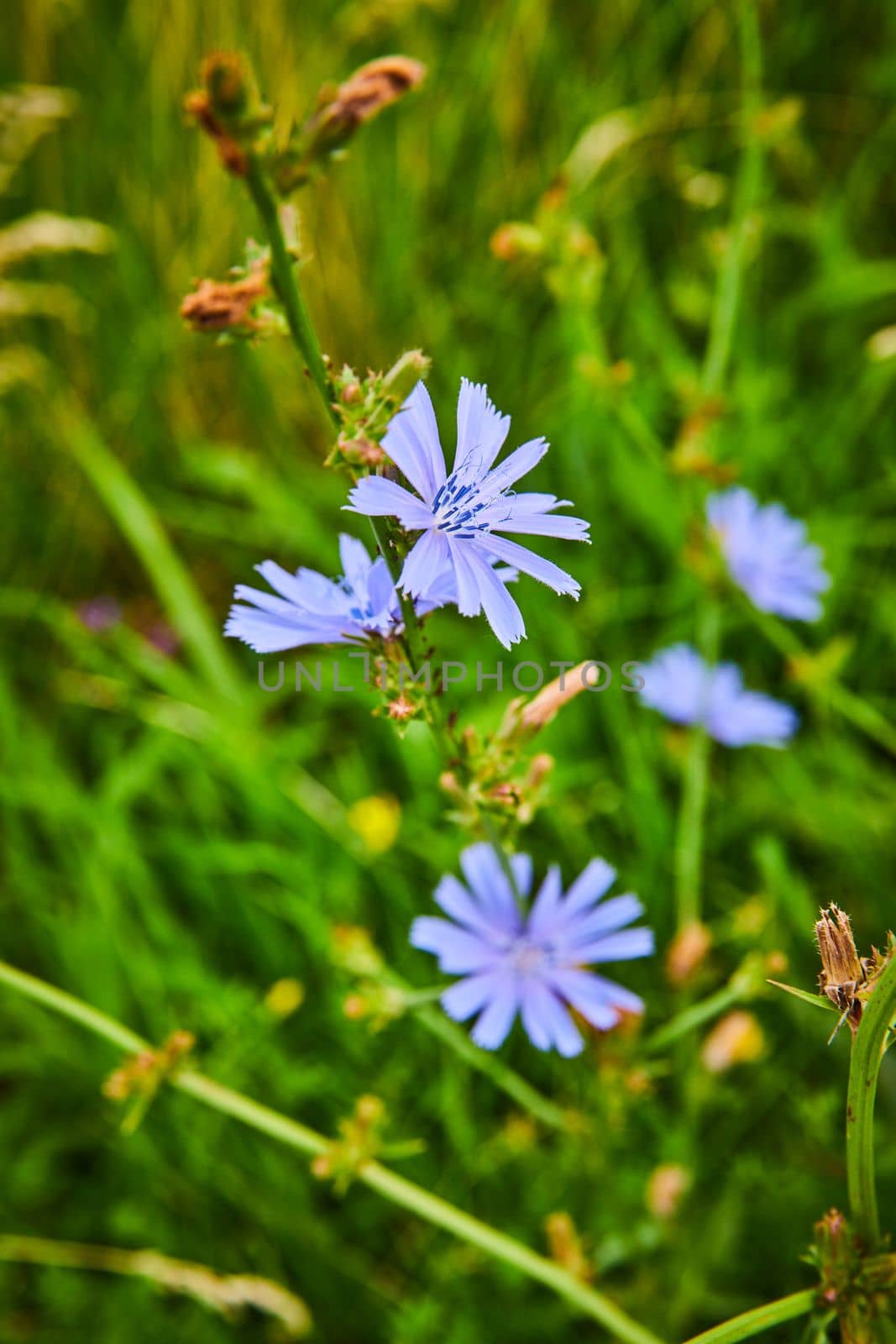 Purple field flowers in detail surrounded by green by njproductions