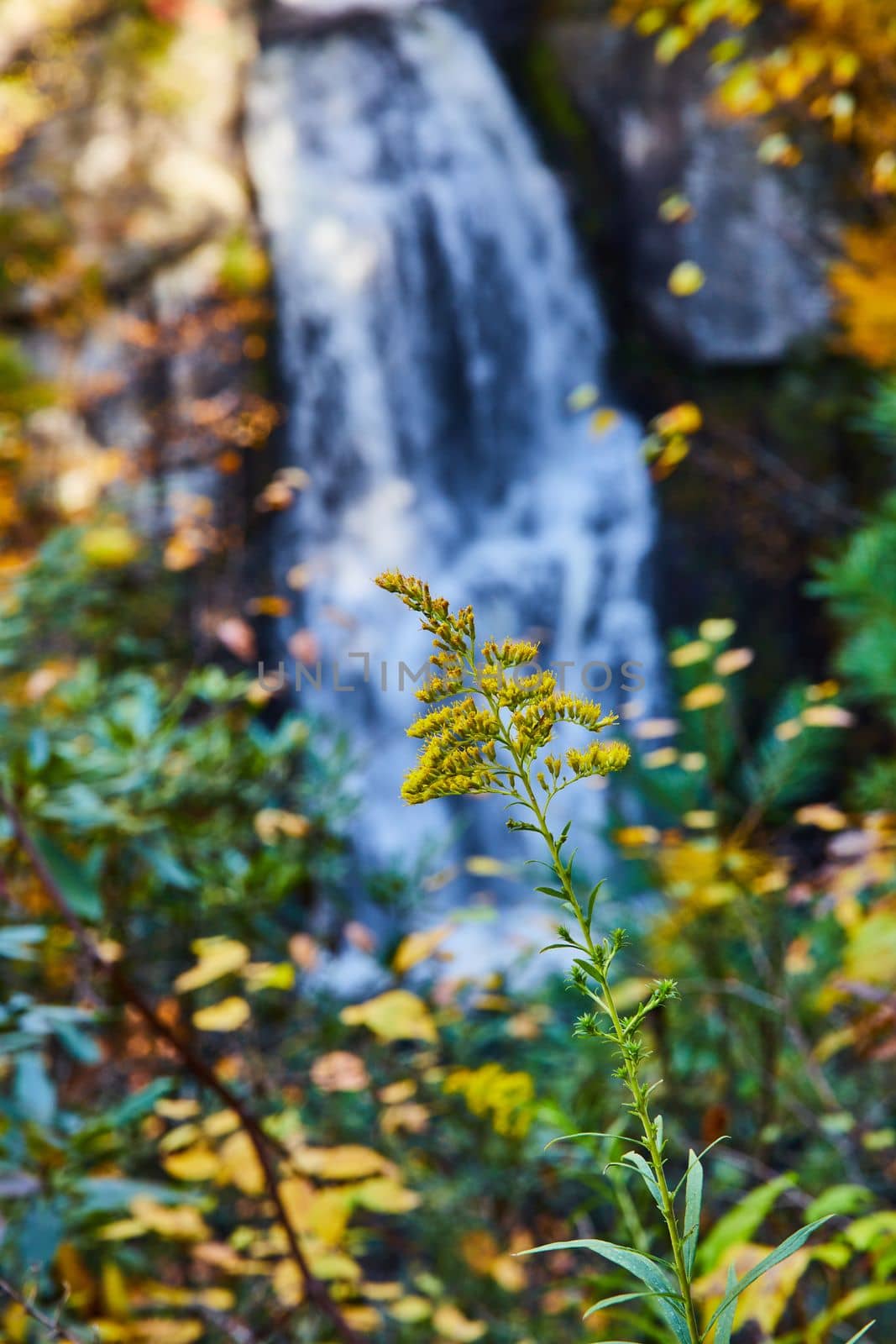 Image of Detail of yellow field flowers with blurred waterfall pouring behind
