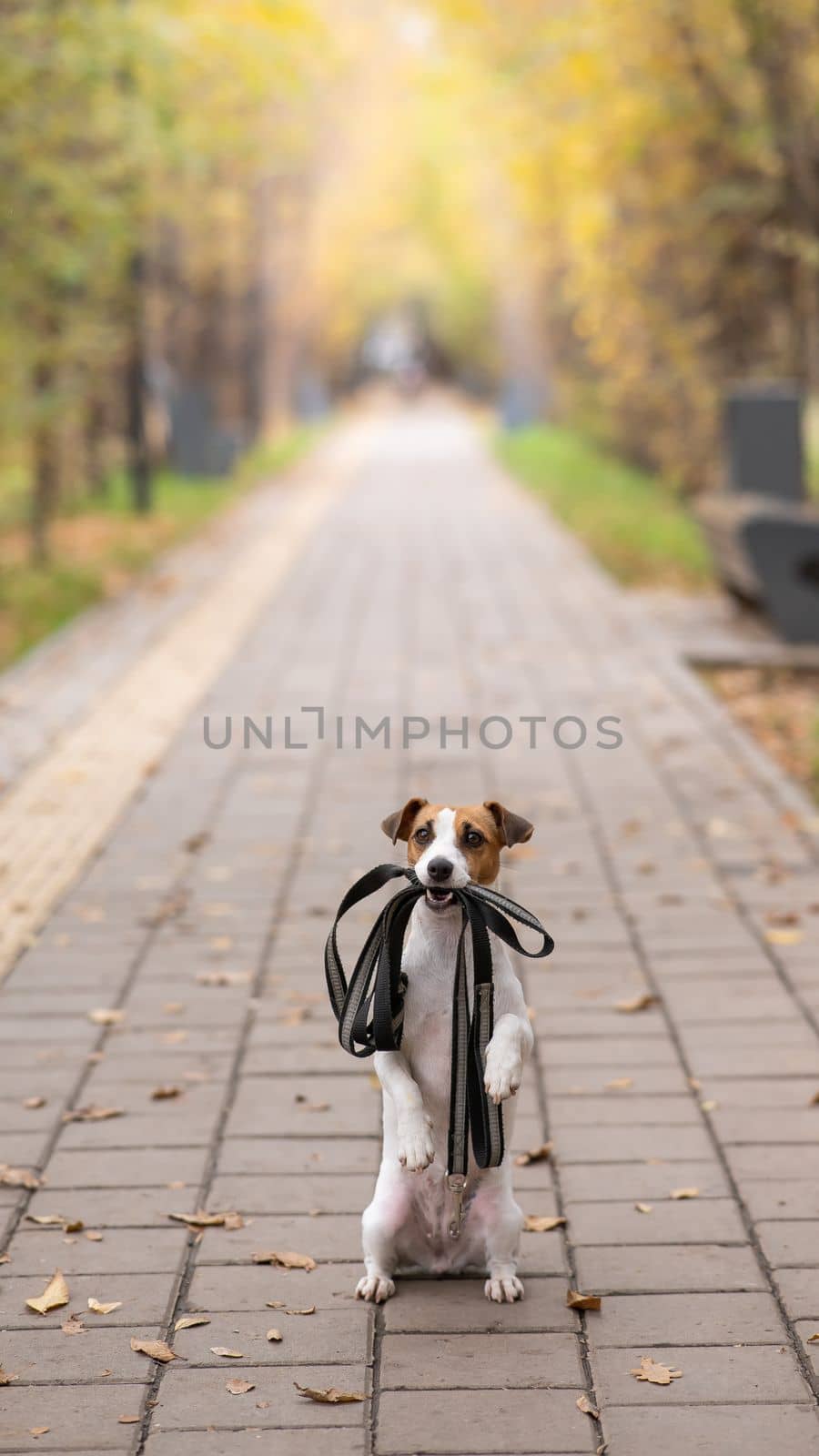 Jack Russell Terrier dog holding a leash for a walk in the autumn park