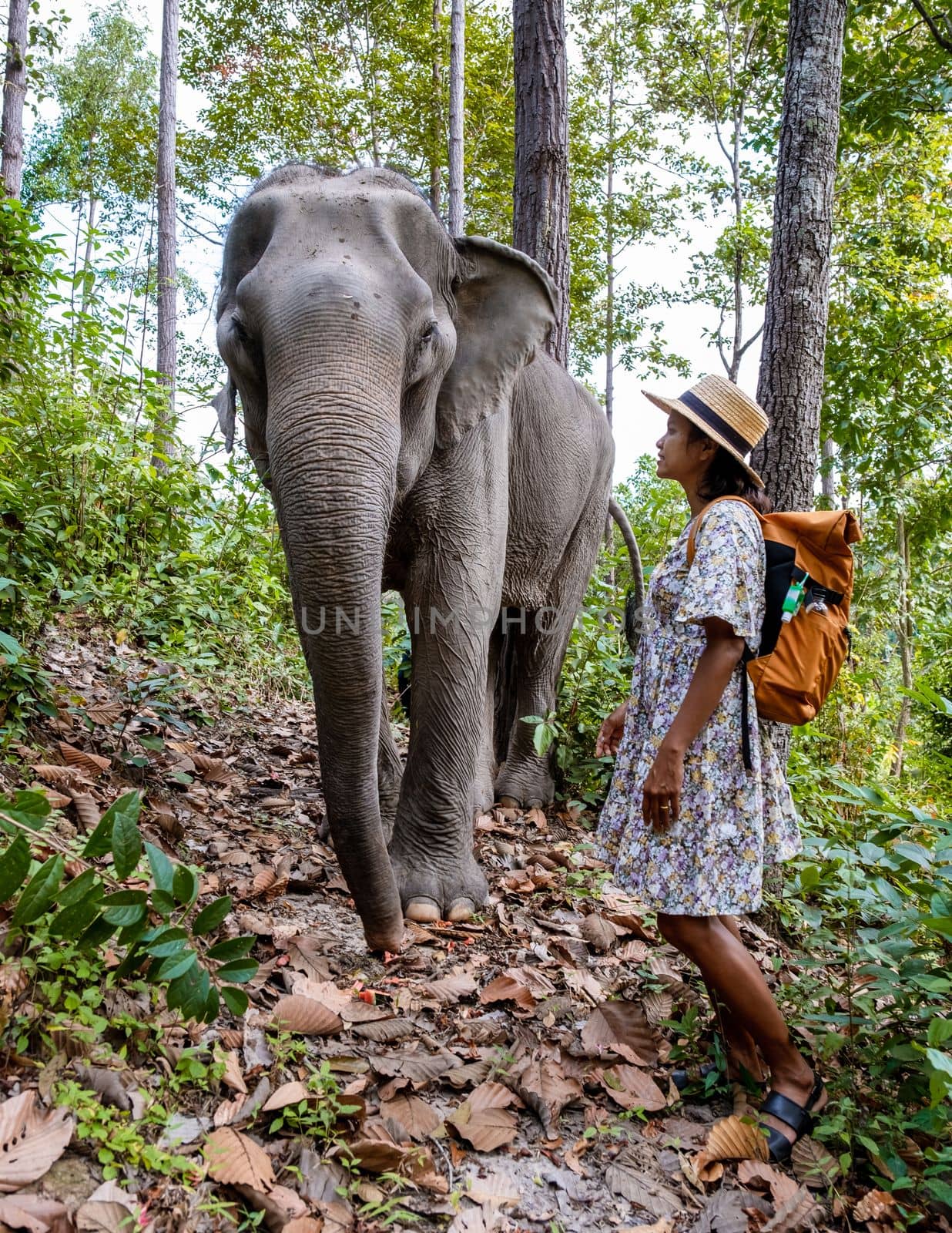 Asian women visiting a Elephant sanctuary in Chiang Mai Thailand, girl with elephant in the jungle by fokkebok