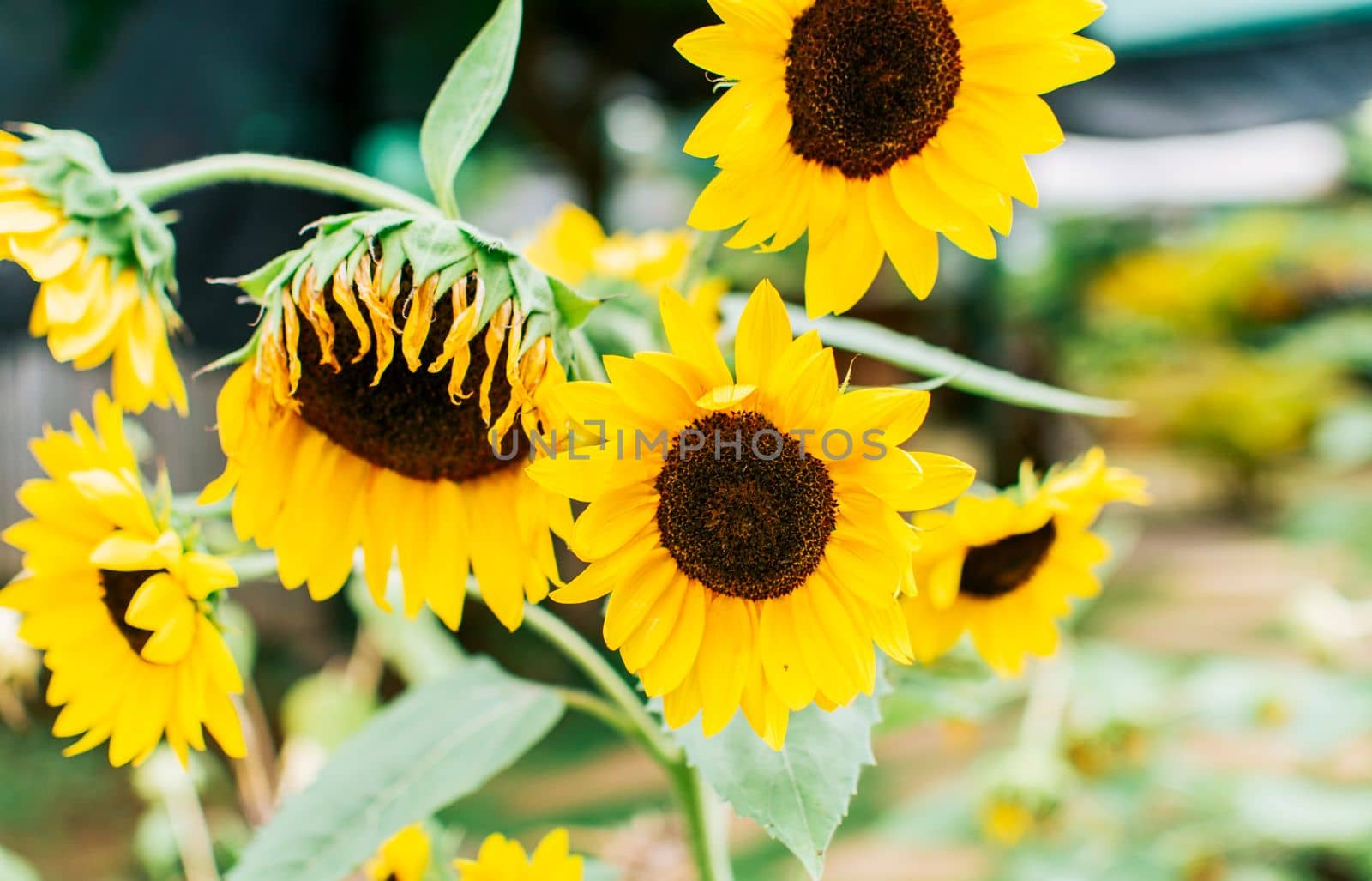 Beautiful sunflowers in a natural garden on a sunny day. Details of sunflowers and petals. Five yellow sunflowers in a garden, Close up of five beautiful sunflowers in a garden at sunset by isaiphoto