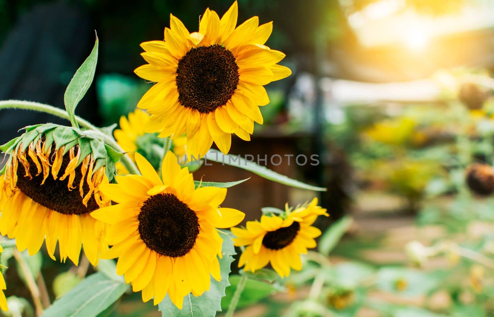 Four yellow sunflowers in a garden, Close up of four beautiful sunflowers in a garden at sunset. Details of sunflowers and petals. Beautiful sunflowers in a natural garden on a sunny day