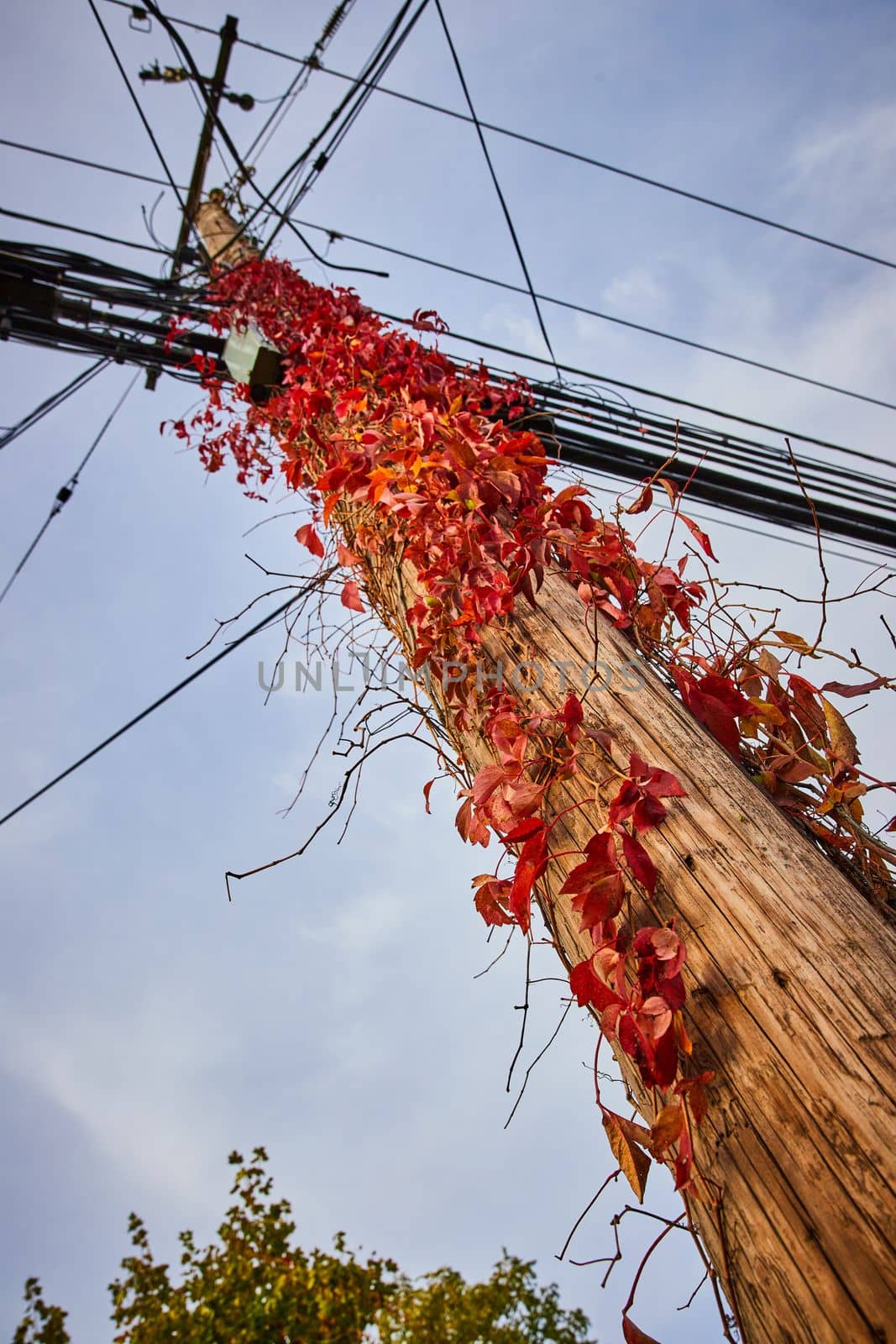 Red vines and leaves grow up along telephone pole with view from below by njproductions