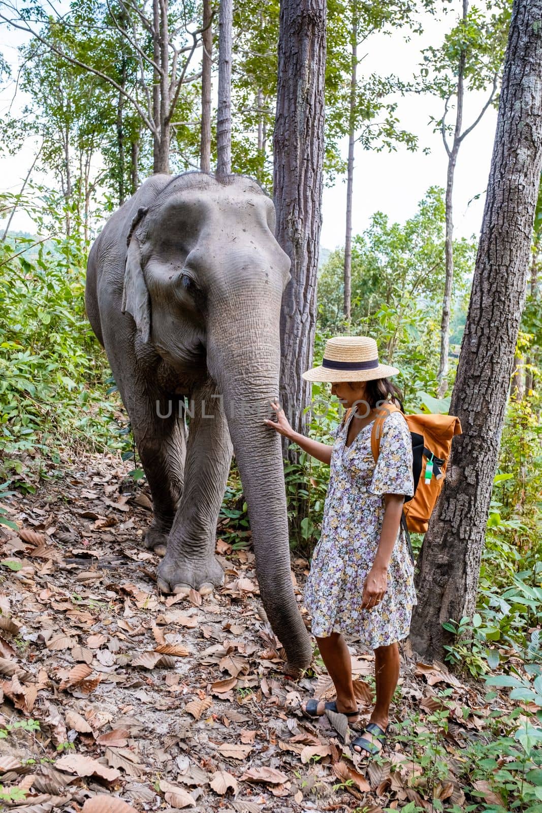 Asian woman visiting an Elephant sanctuary in Chiang Mai Thailand, a girl with an elephant in the jungle of Chiang Mai Thailand. 