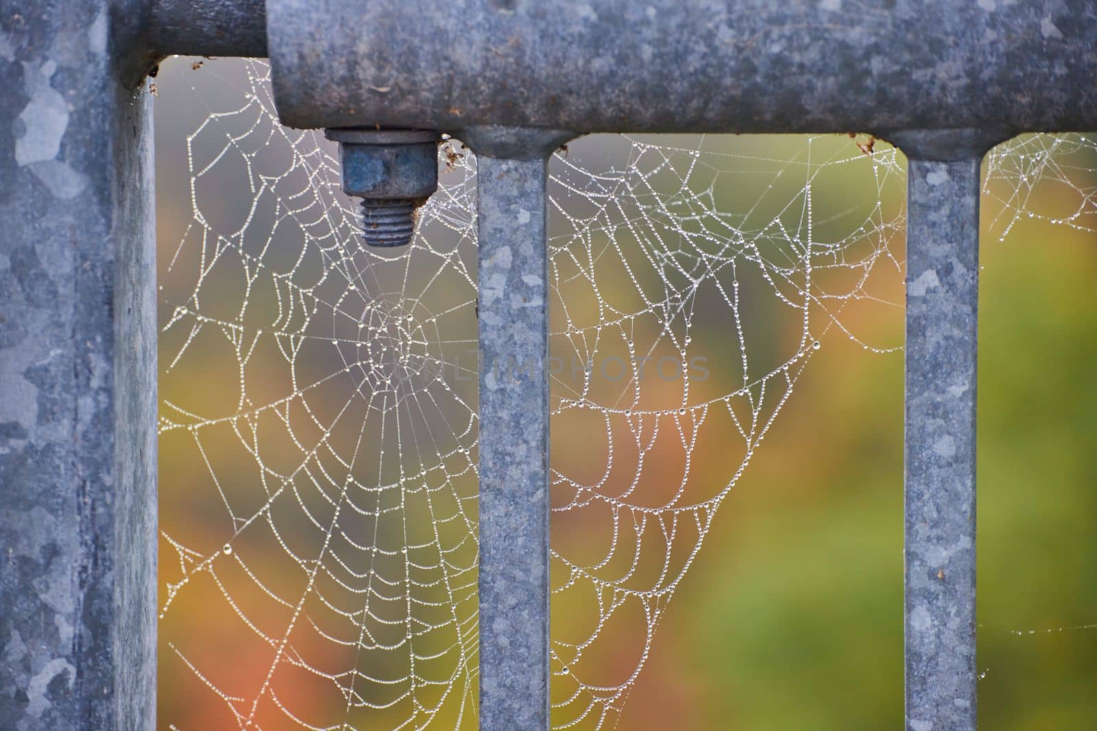 Detail of spider web with dew drops on steel railing by njproductions