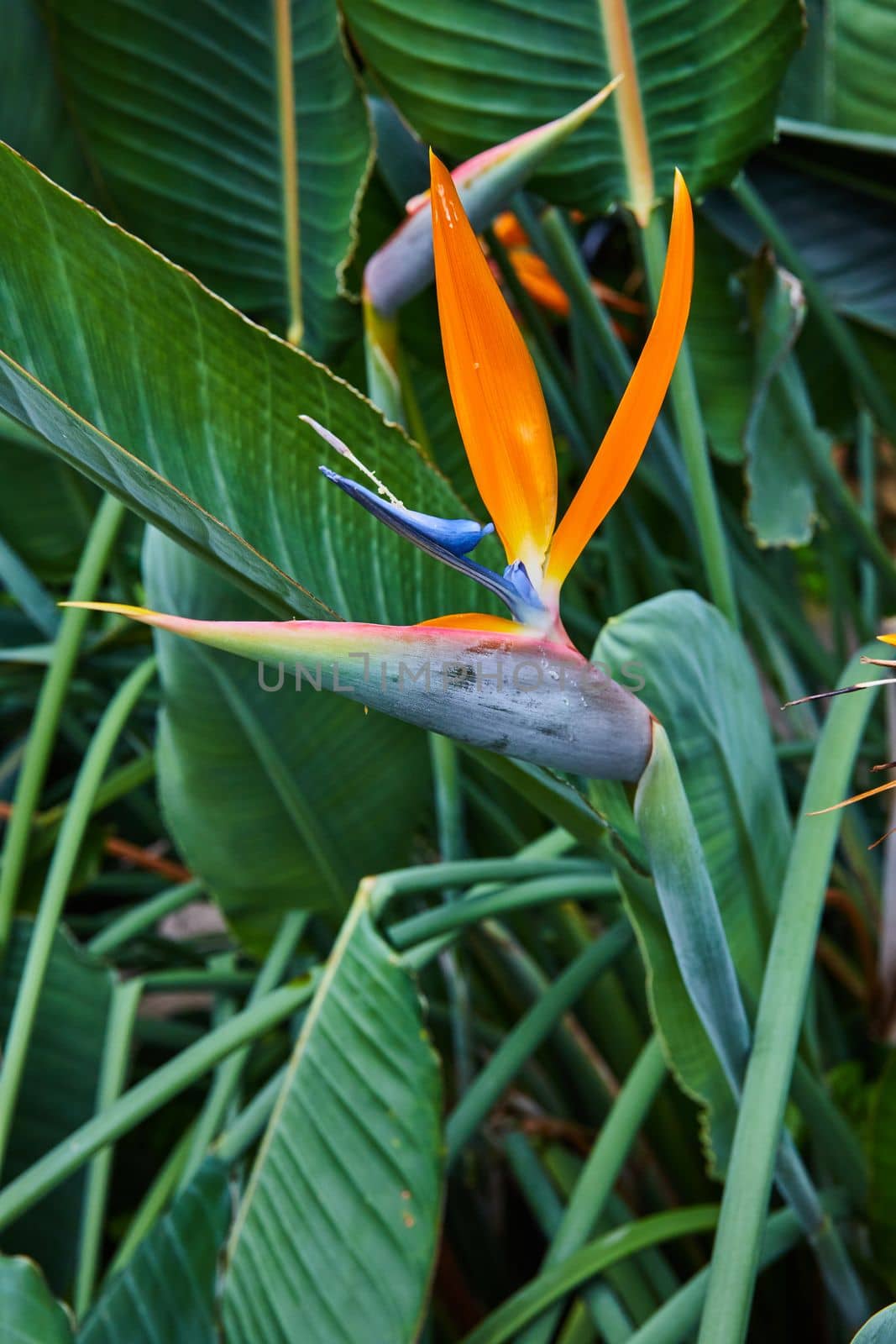 Image of Up close vertical detail of Orange Bird of Paradise flower
