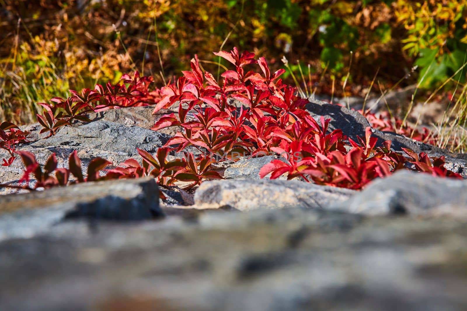 Looking down stone wall with red-leafed vines in fall growing up by njproductions