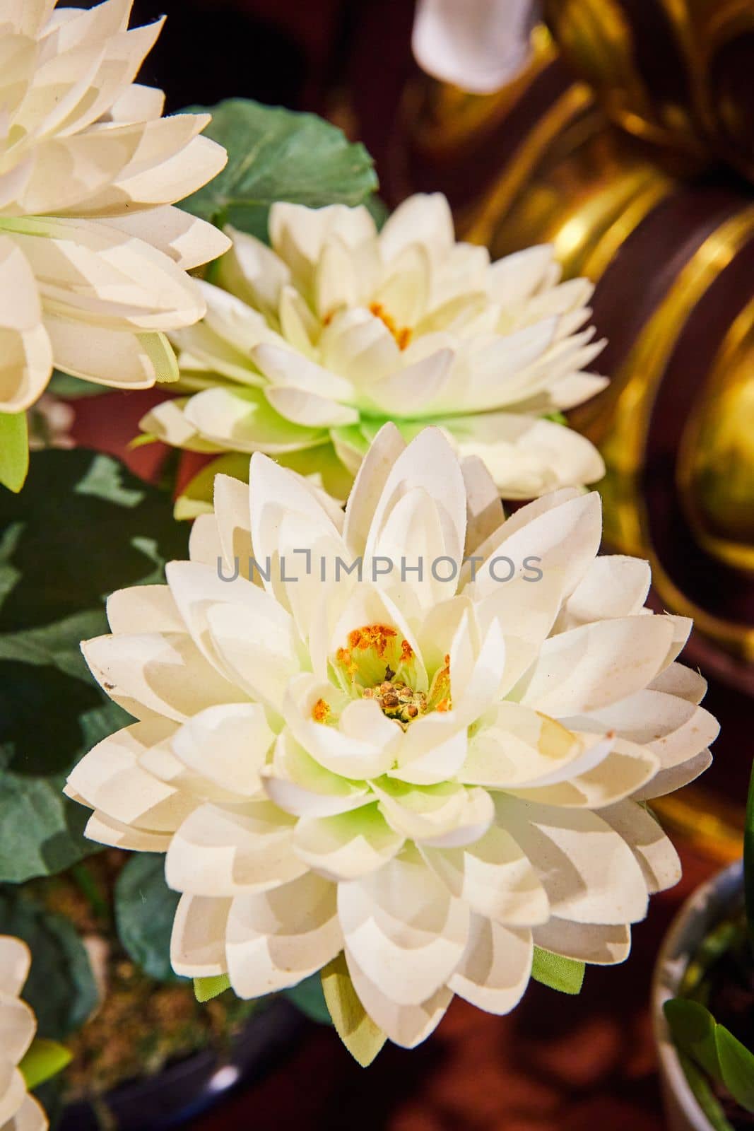 Image of Detail of white lotus flowers around golden objects