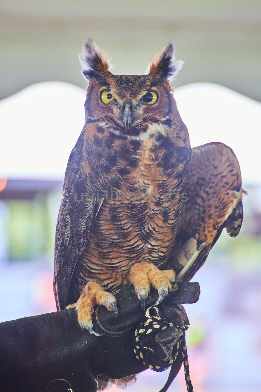 Image of Tamed and injured great horned owl on glove of trainer