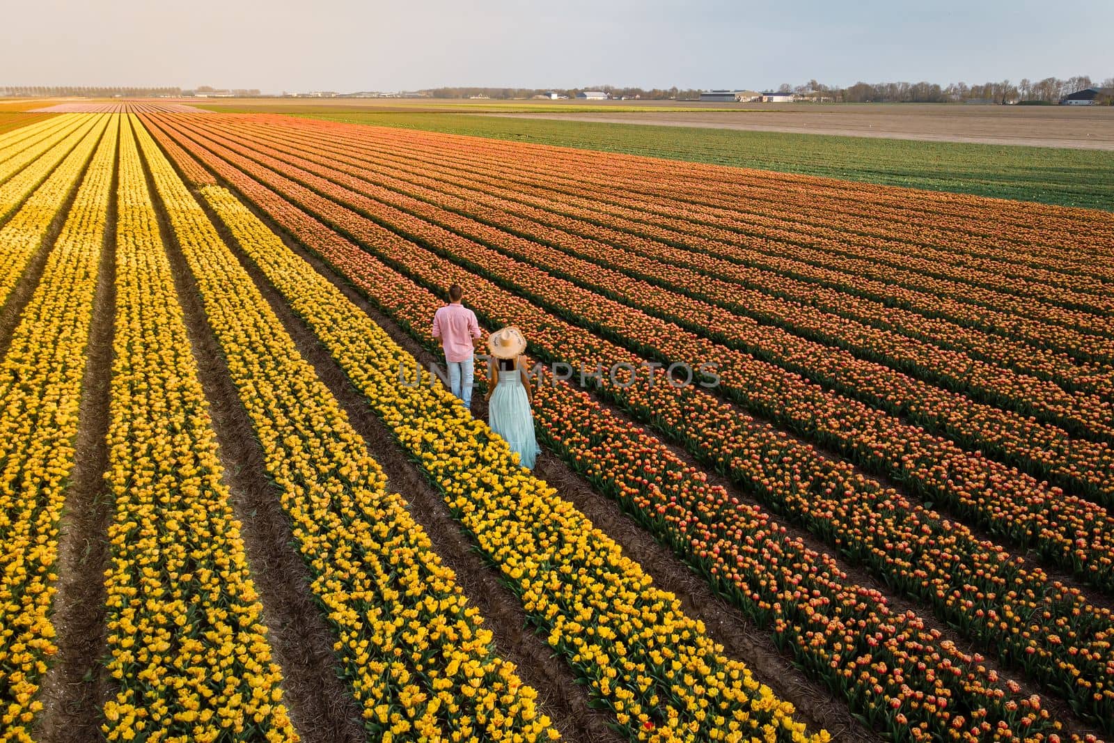 Drone aerial view from above at couple men and woman in tulip field in the Netherlands by fokkebok