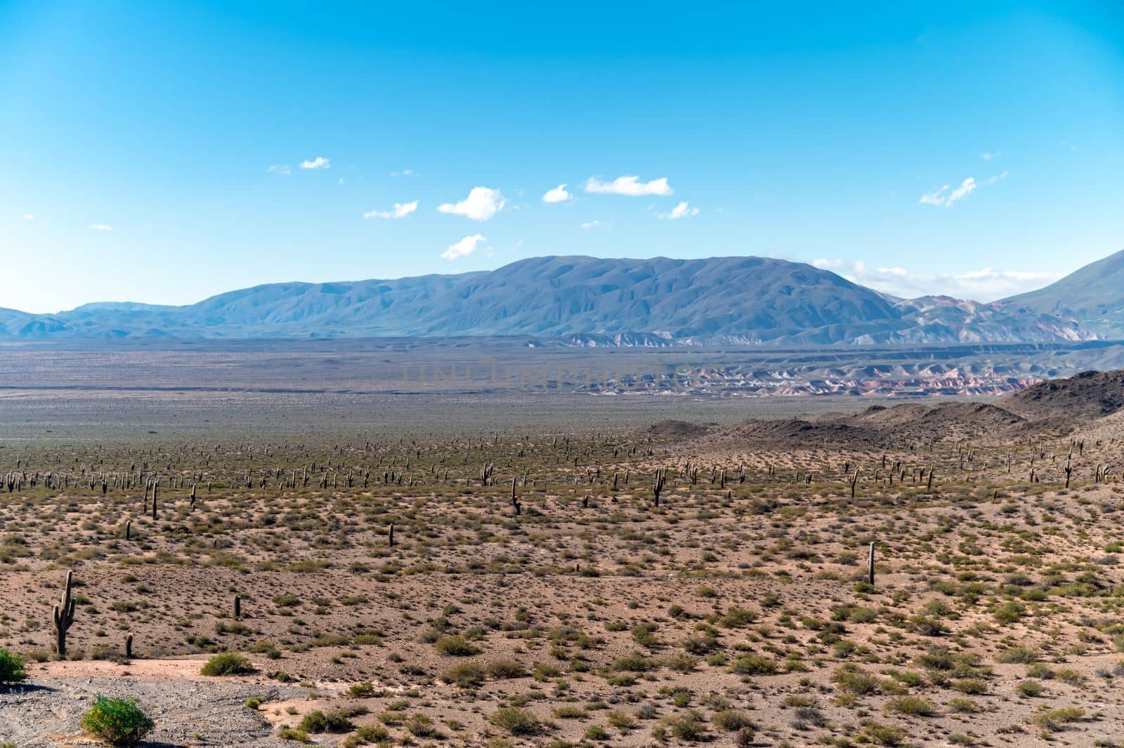 Cacti in the mountain landscape of South America. 