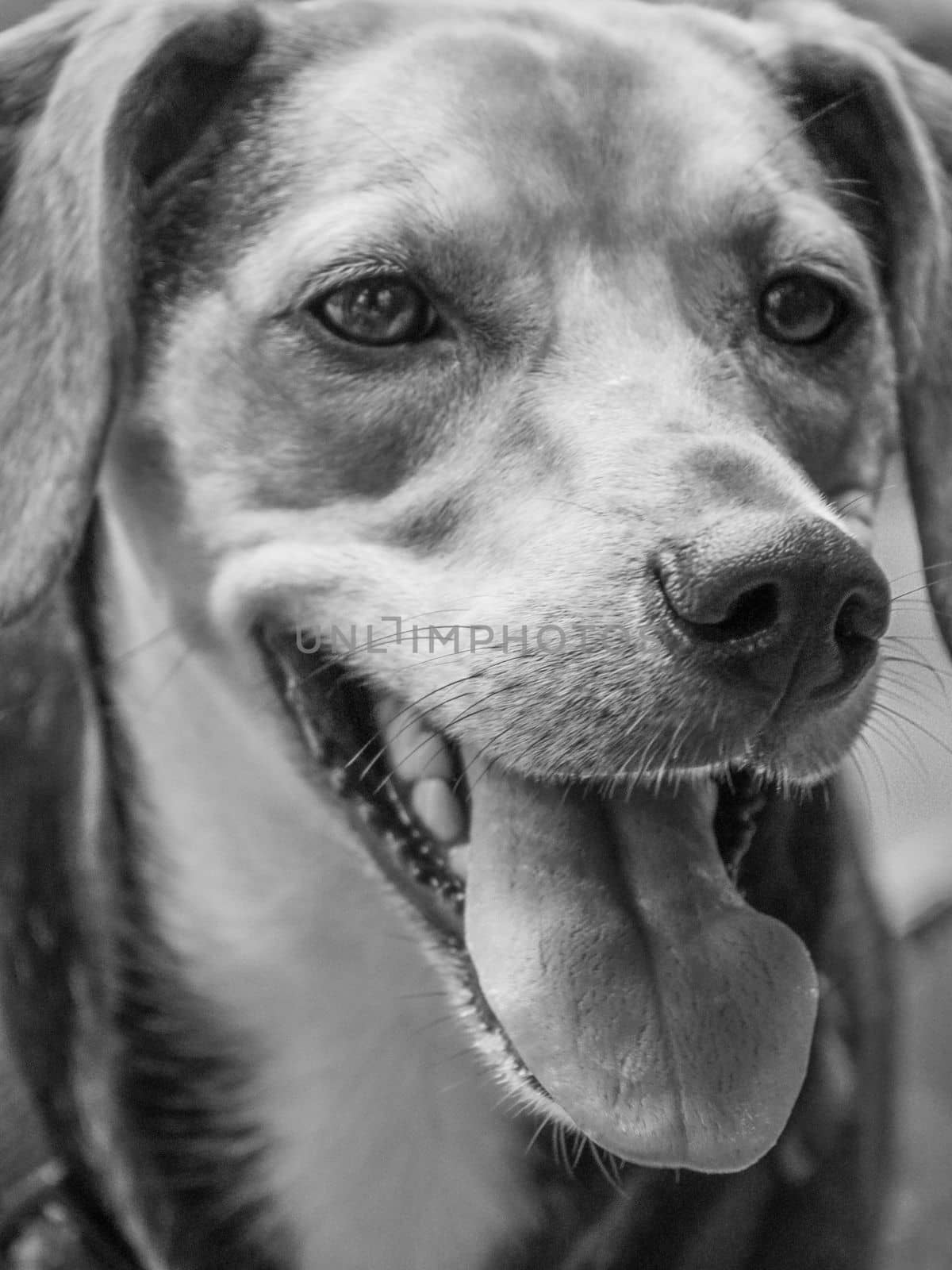 happy dog portrait - mixed race , outdoors