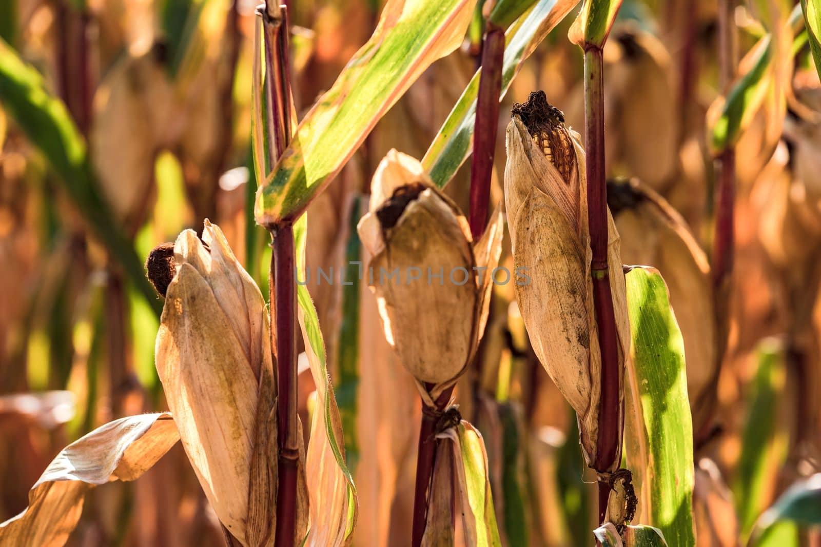 Ripe corn on the cob in the dry field are ready for harvest and forage processing