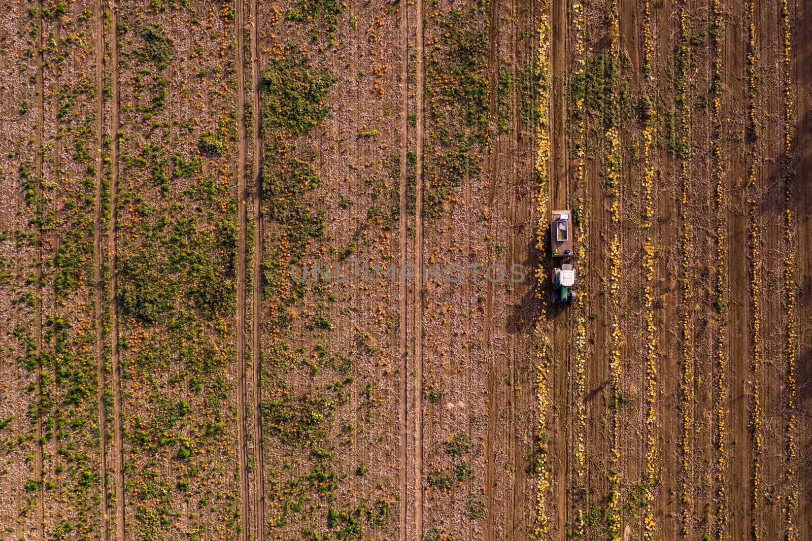 Many pumpkins and hokkaidos on a pumpkin field are harvested by a tractor photographed from the air