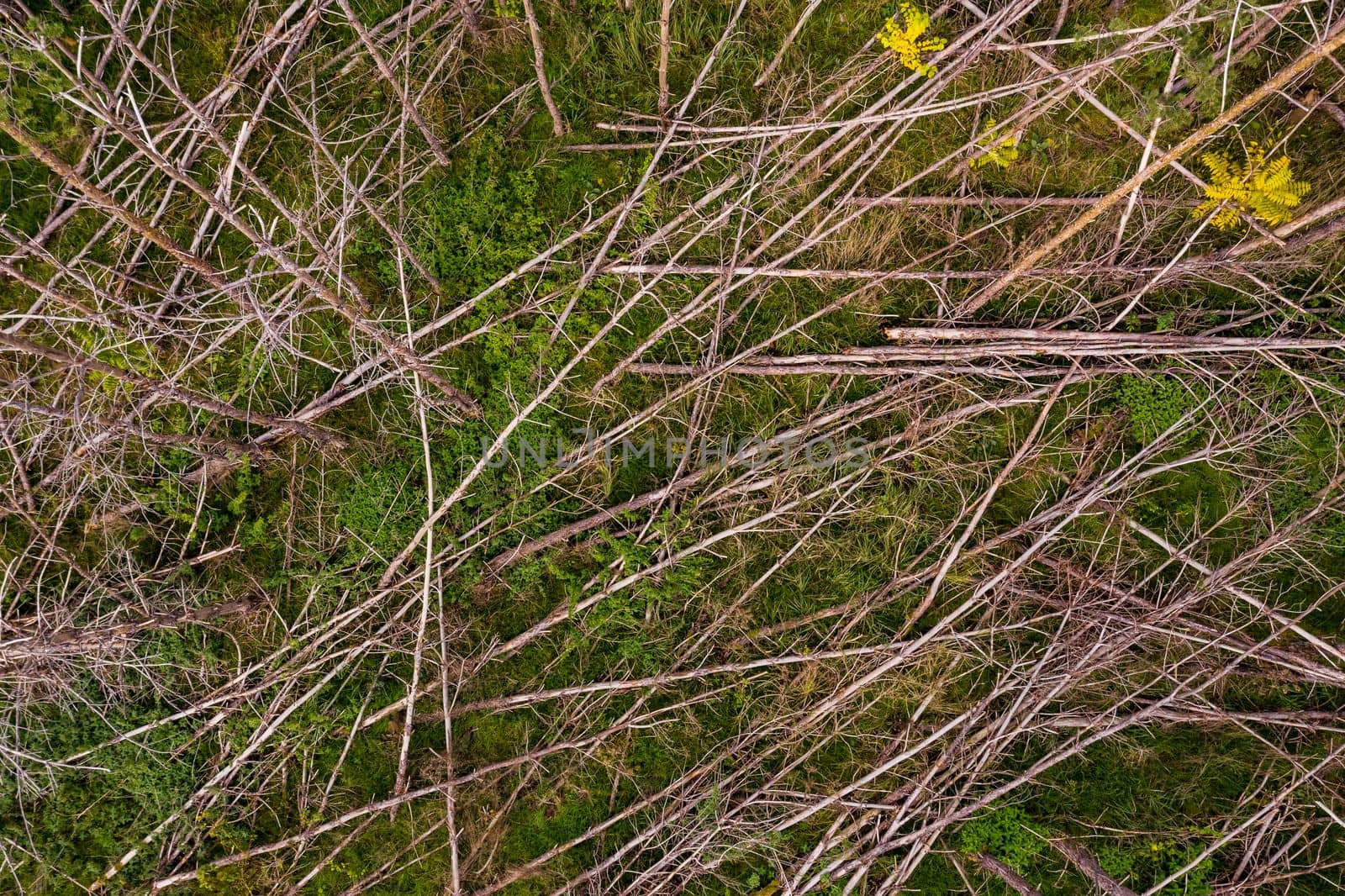 From a bird's eye view, sick tree trunks bend like mikado sticks or matches