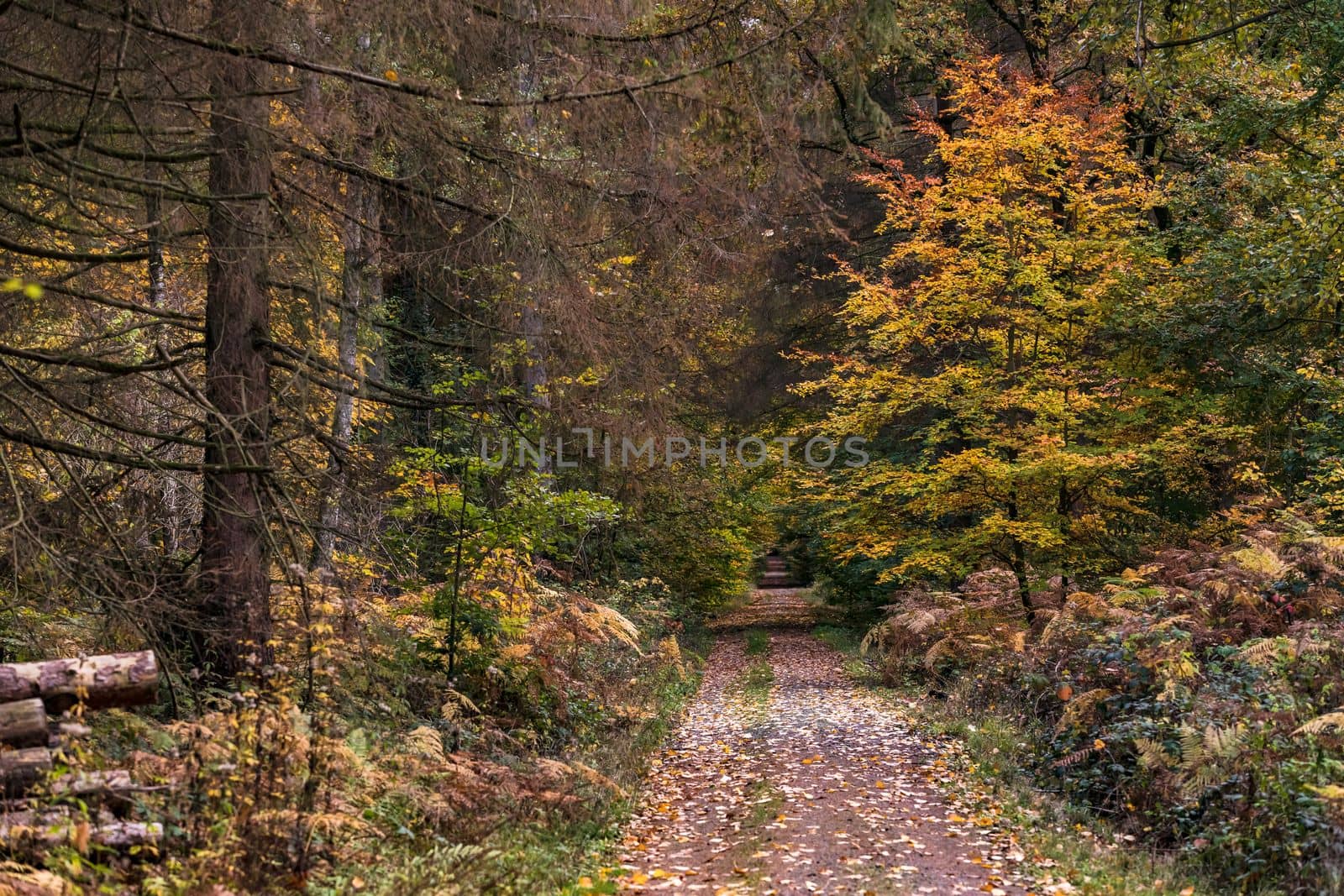 A lonely forest path with an autumn mood in continental Europe