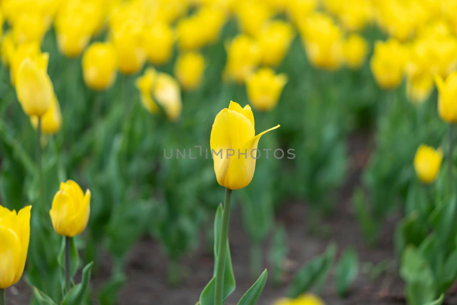 Yellow flowers background outdoor Spring season flowers Selective focus