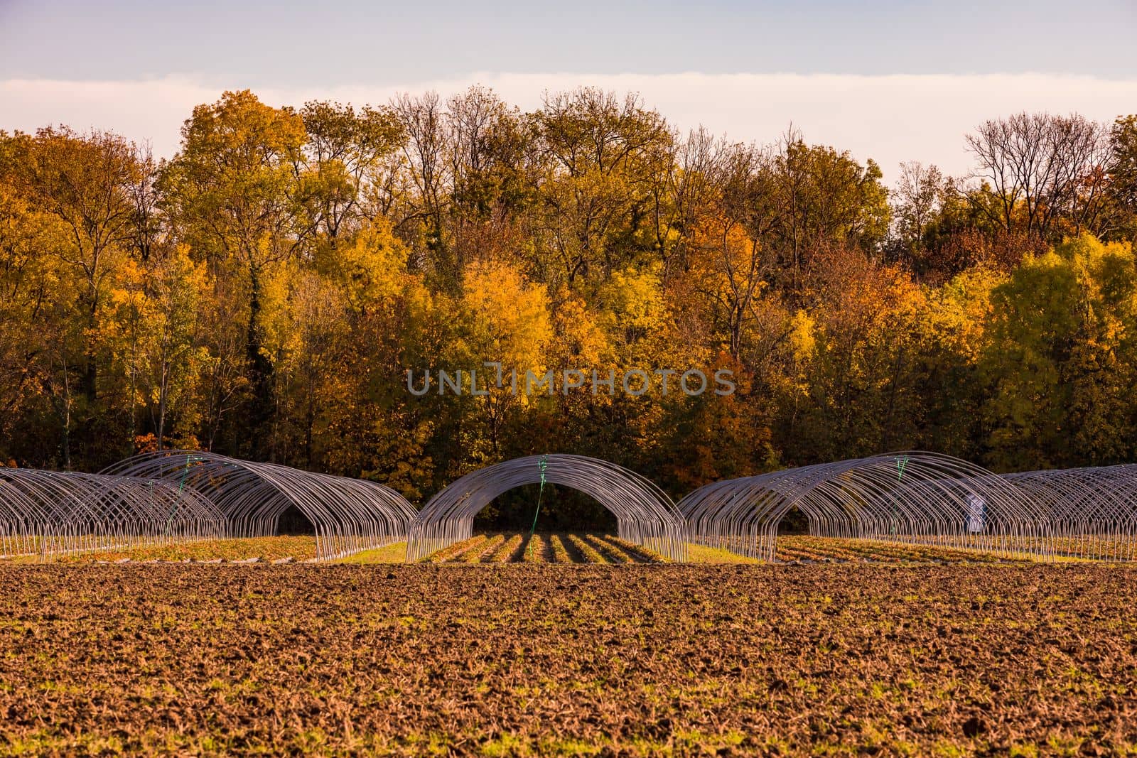 Leaf fall on an autumn cultivation field with strawberries in front of a forest in a lonely mixed forest in Germany