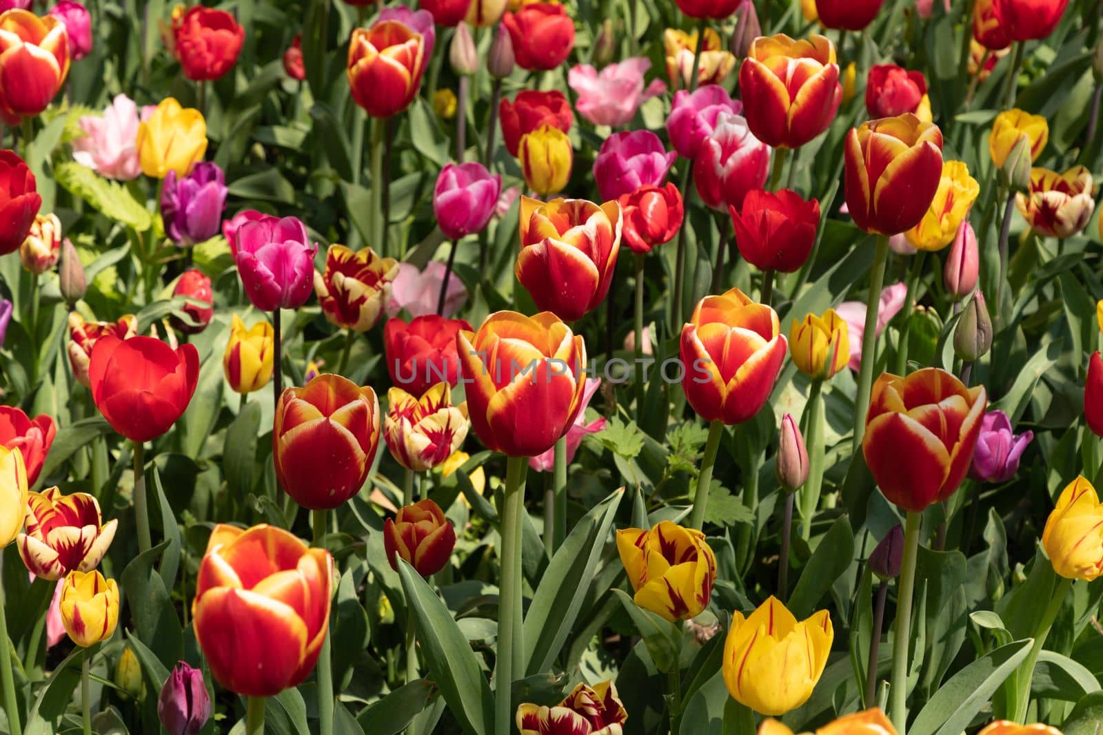 spring flower beds of blooming colorful pink purple tulips in a large park, High quality photo