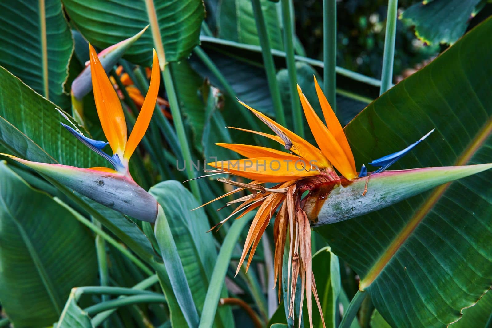 Image of Detail of two Orange Bird of Paradise flowers in rainforest