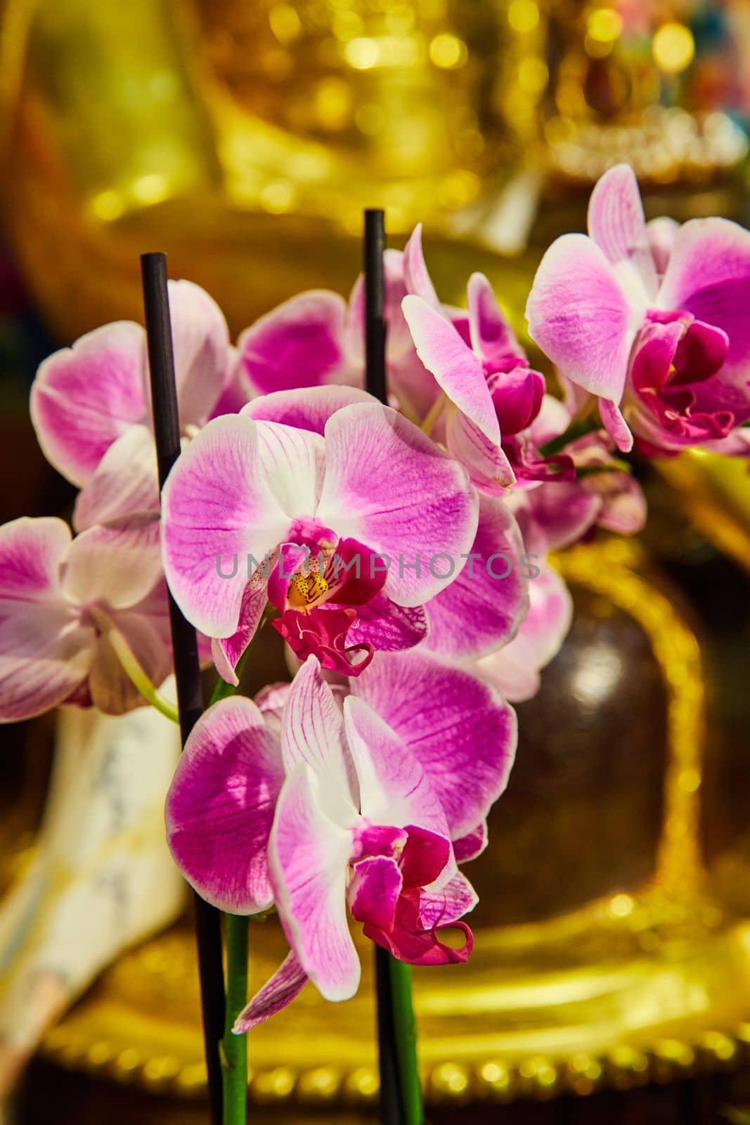 Image of Detail of large pink orchids in golden shrine