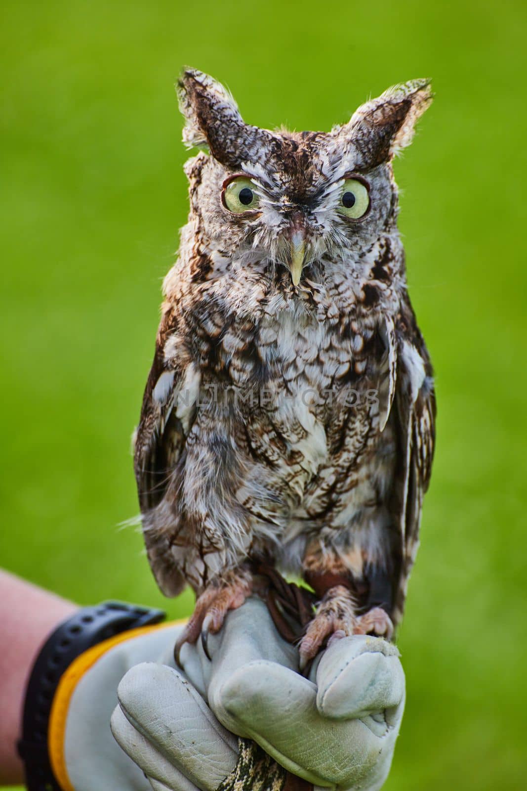 Image of Eastern Screech Owl raptor bird on glove of trainer