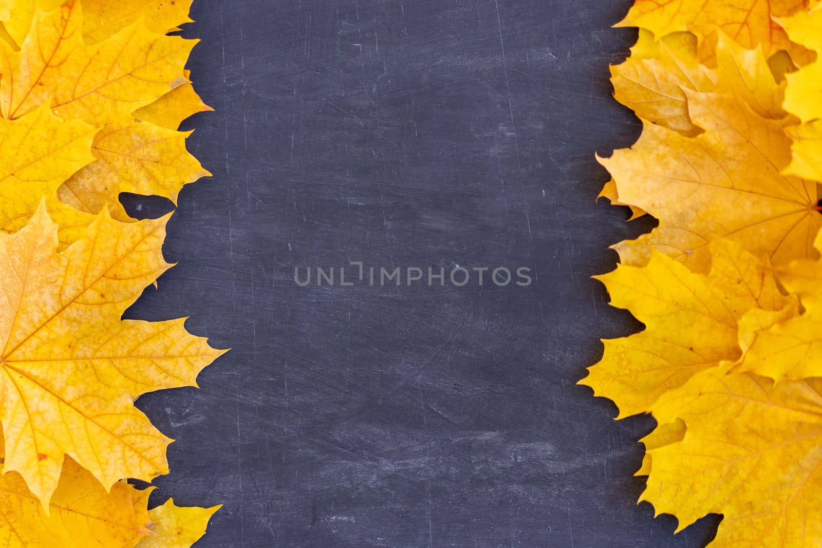 Autumn leaves frame left right side black Chalkboard background top view Fall Border yellow maple Leaves vintage background table Mock up for your design. Display for product or text, Back to school.