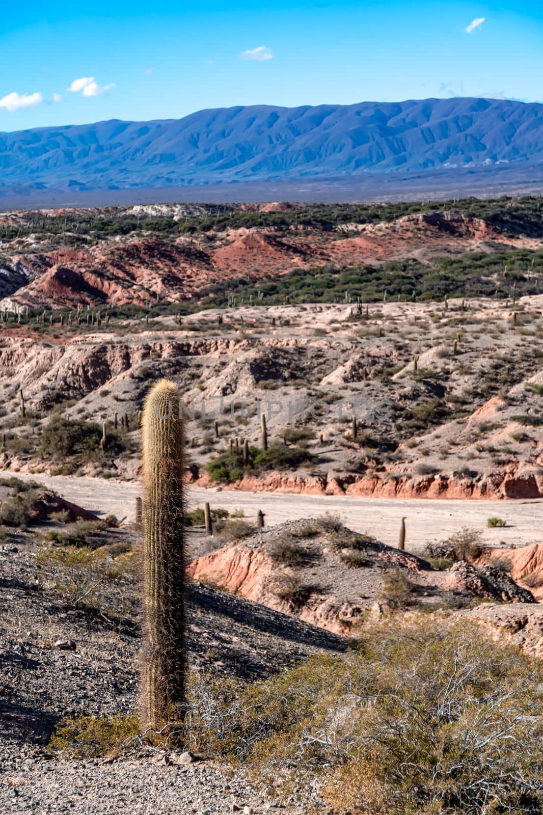 Cacti in the mountain landscape of South America by Edophoto