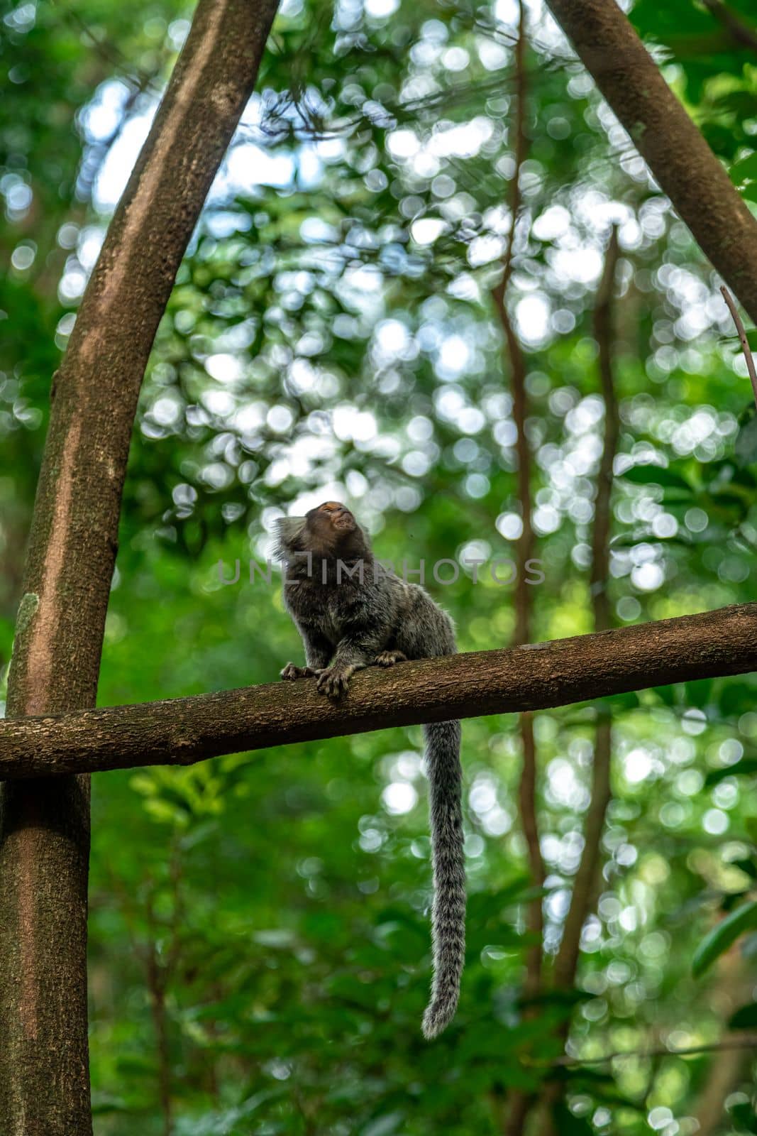 Marmoset monkey on a tree in the wild by Edophoto