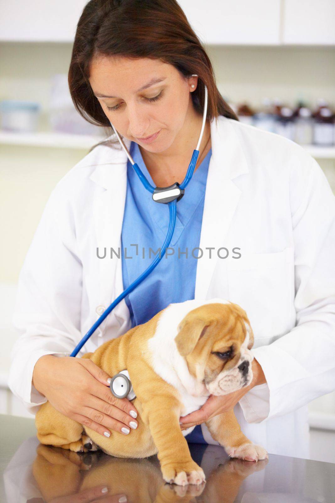 Giving him a thorough check-up. a vet trying intently to listen to a playful bulldog puppys heartbeat. by YuriArcurs