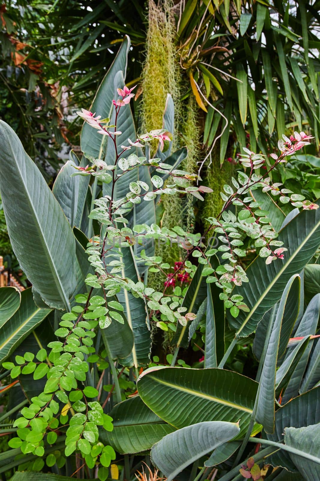 Image of Patch of rainforest unique plants with moss