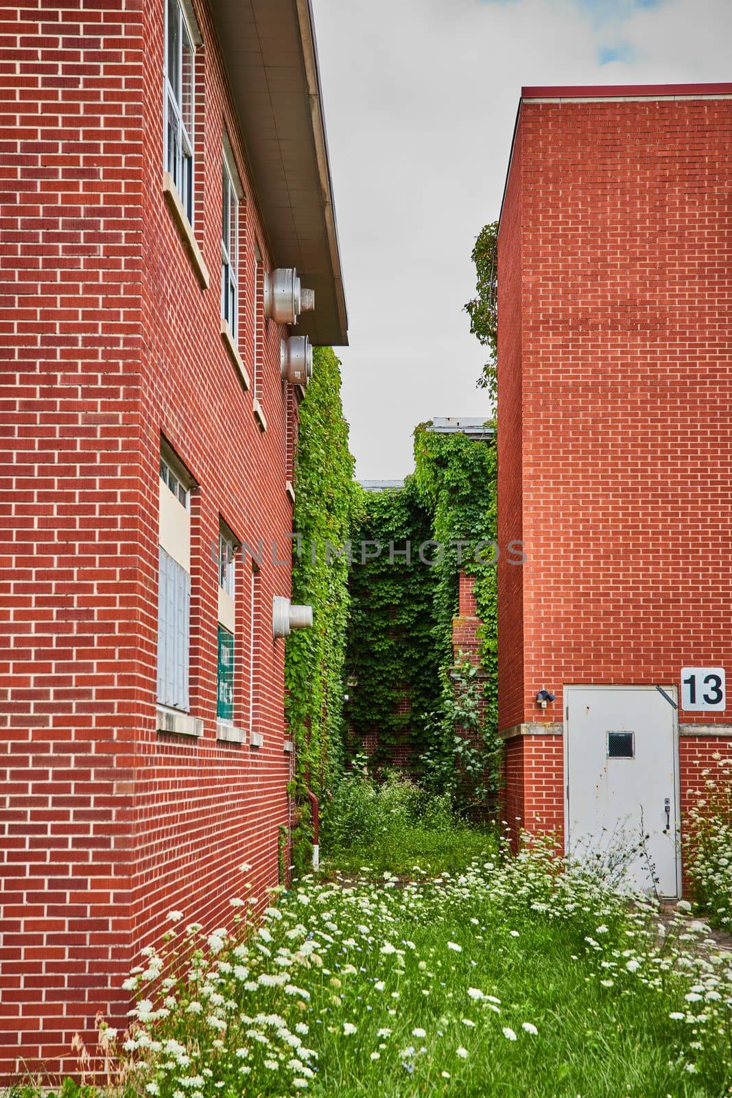 Image of Brick alley overgrown and leading to vines