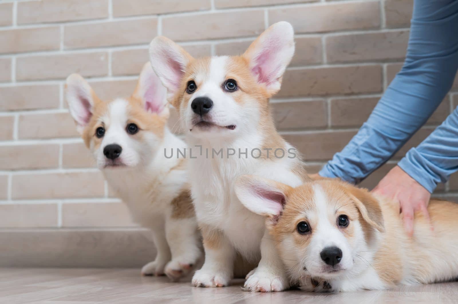 Caucasian woman holding three cute pembroke corgi puppies