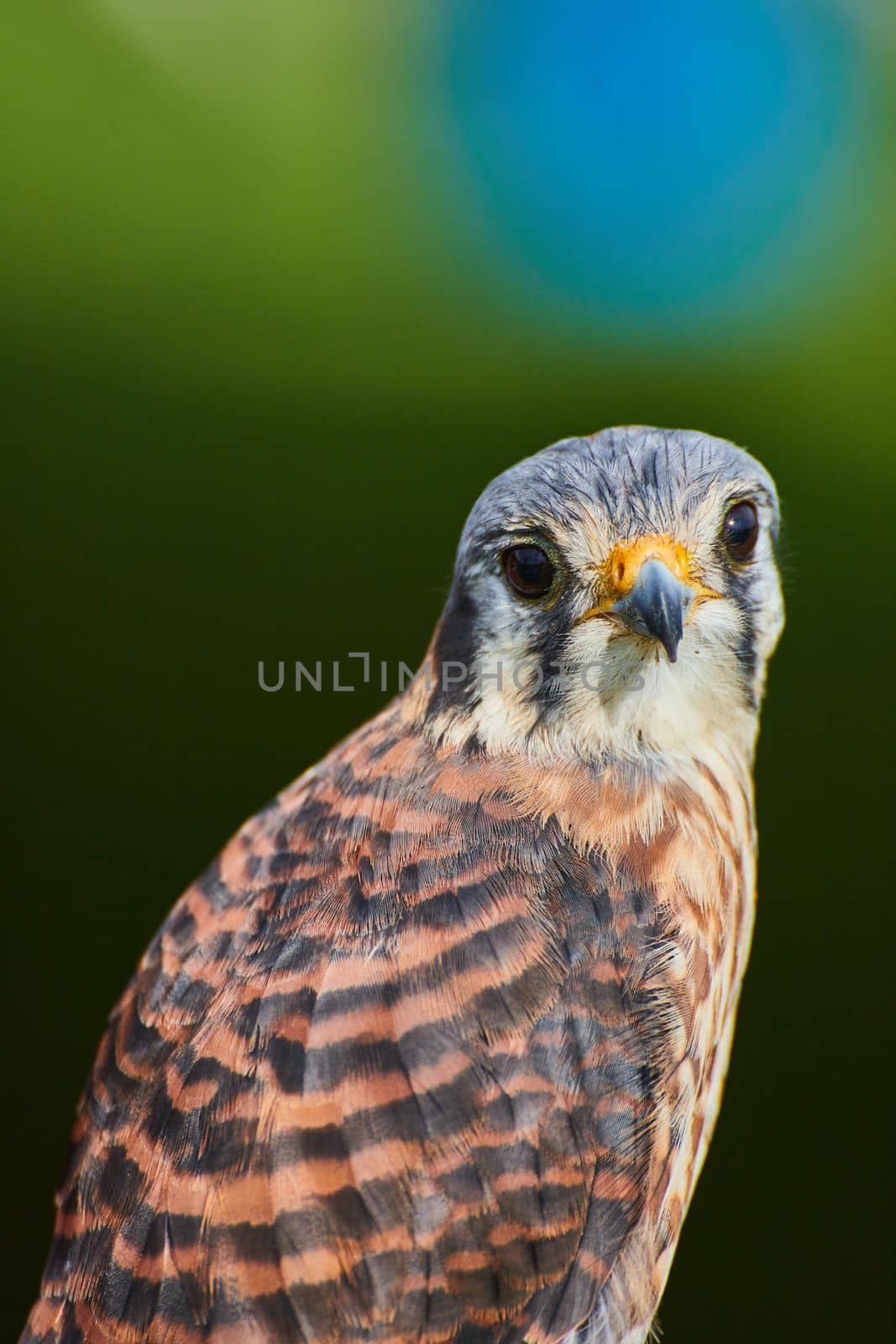 Image of Curious American Kestrel raptor looking at you with dark and soft background