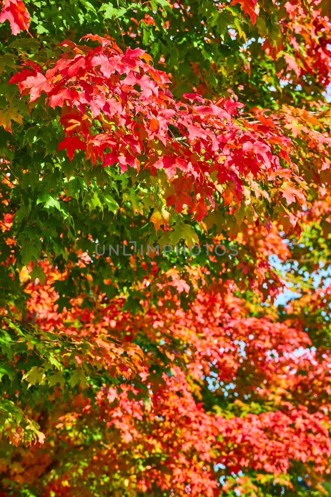 Image of Detail of tree turning red for fall