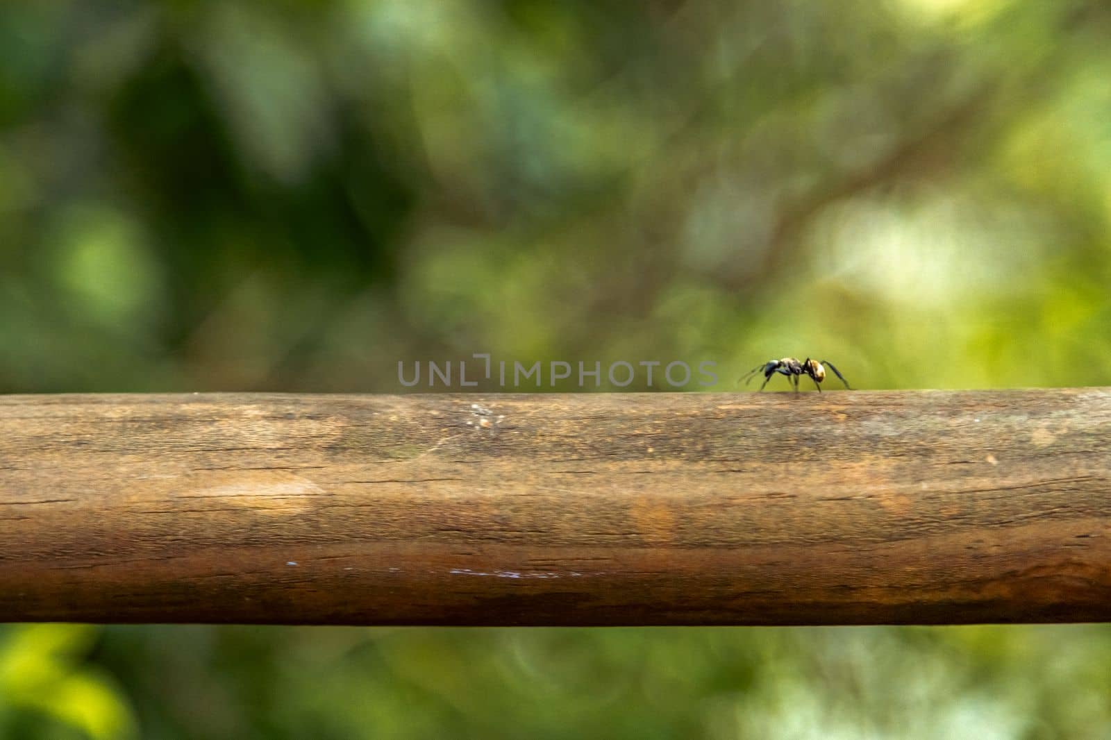 ant on a tree branch in the forest. 