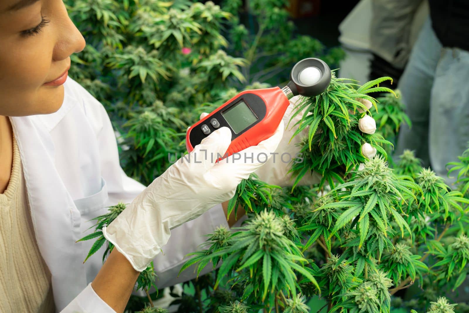 Scientist is measuring temperature and humidity on gratifying cannabis plants and buds in medicinal indoor cannabis farm using thermometer and hygrometer. Concept of cannabis farm in grow facility.