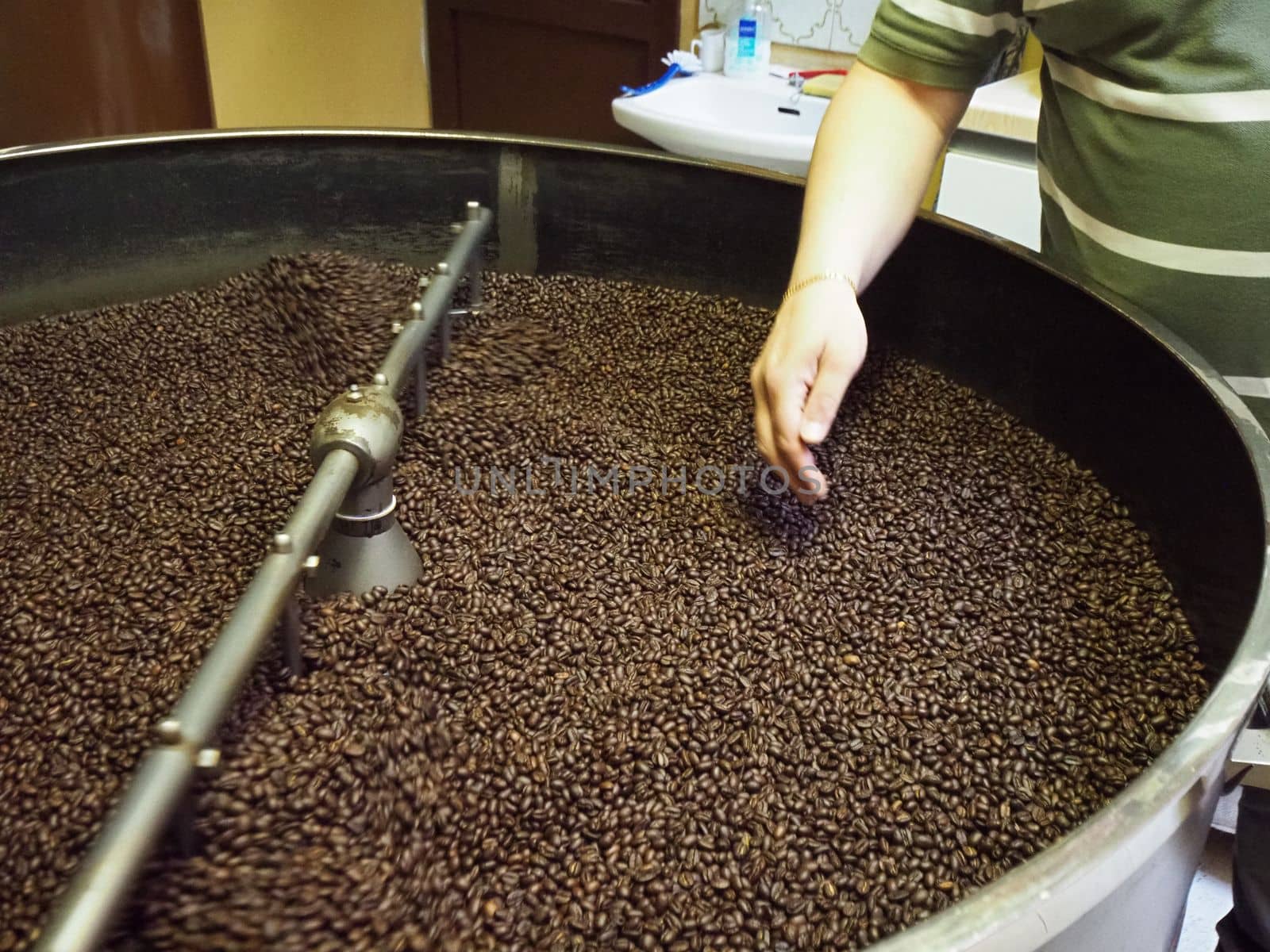 Freshly roasted coffee beans pouring from a large coffee roaster into the cooling cylinder.