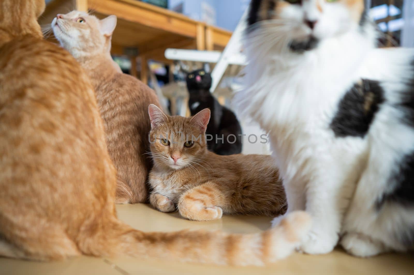 A group of cats in a cat cafe. Charity space