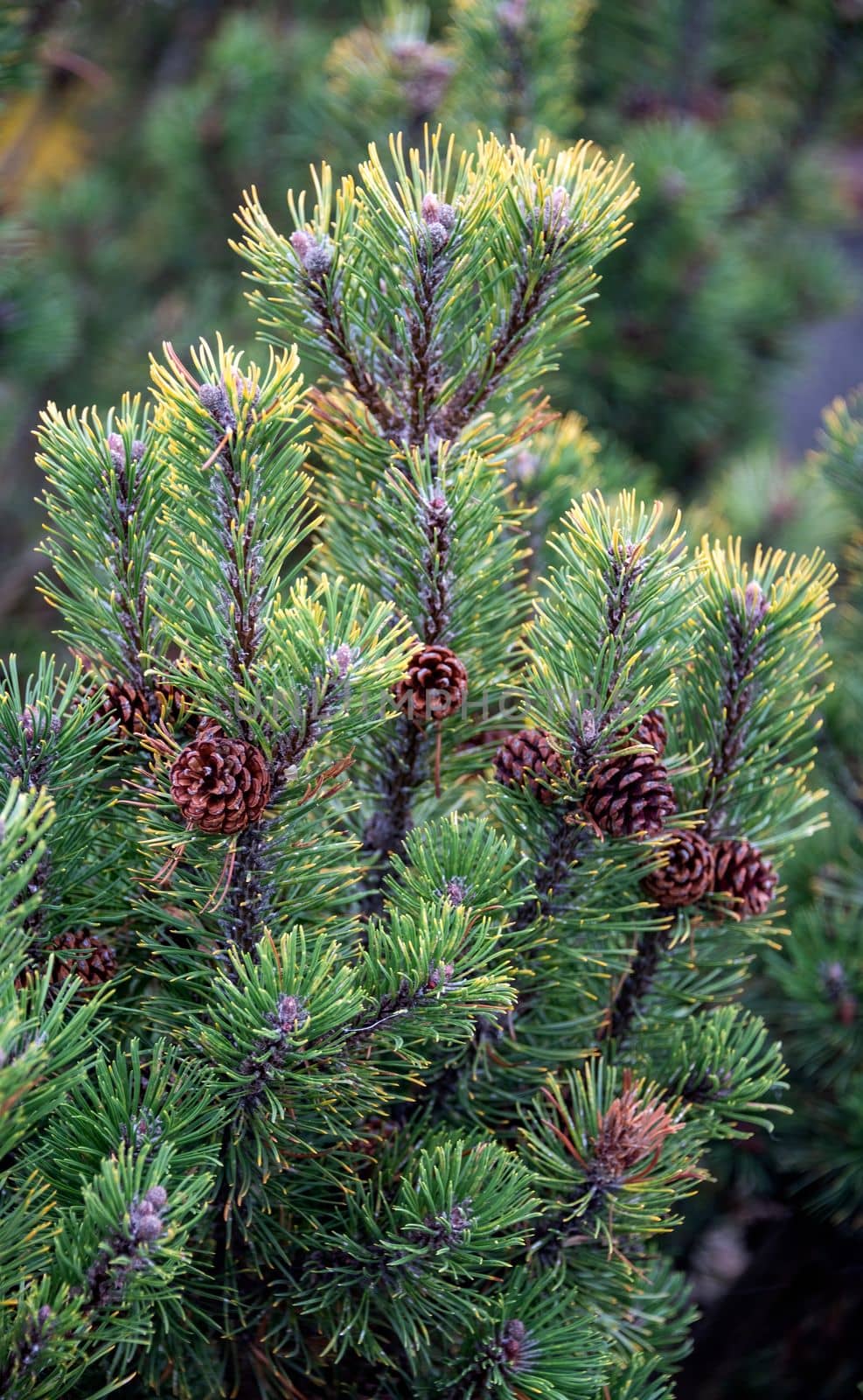 Green pine tree leaves close up. Fir tree cones and leaves background