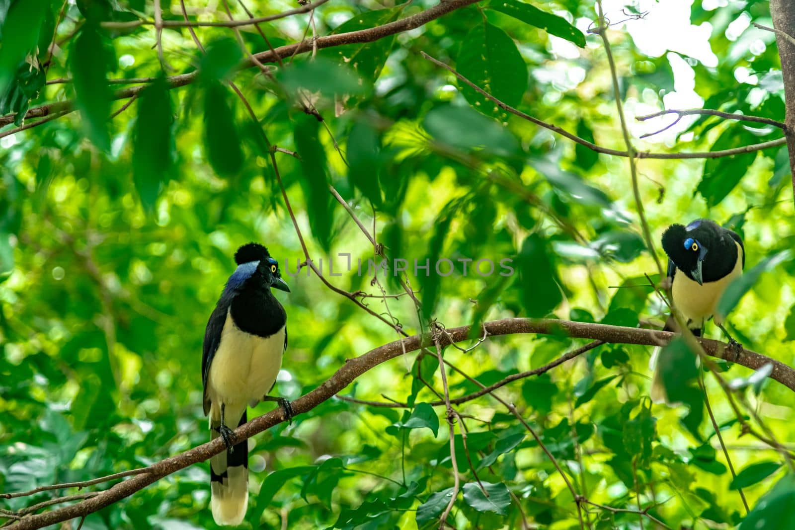 Crested jay on a tree in the forest. 