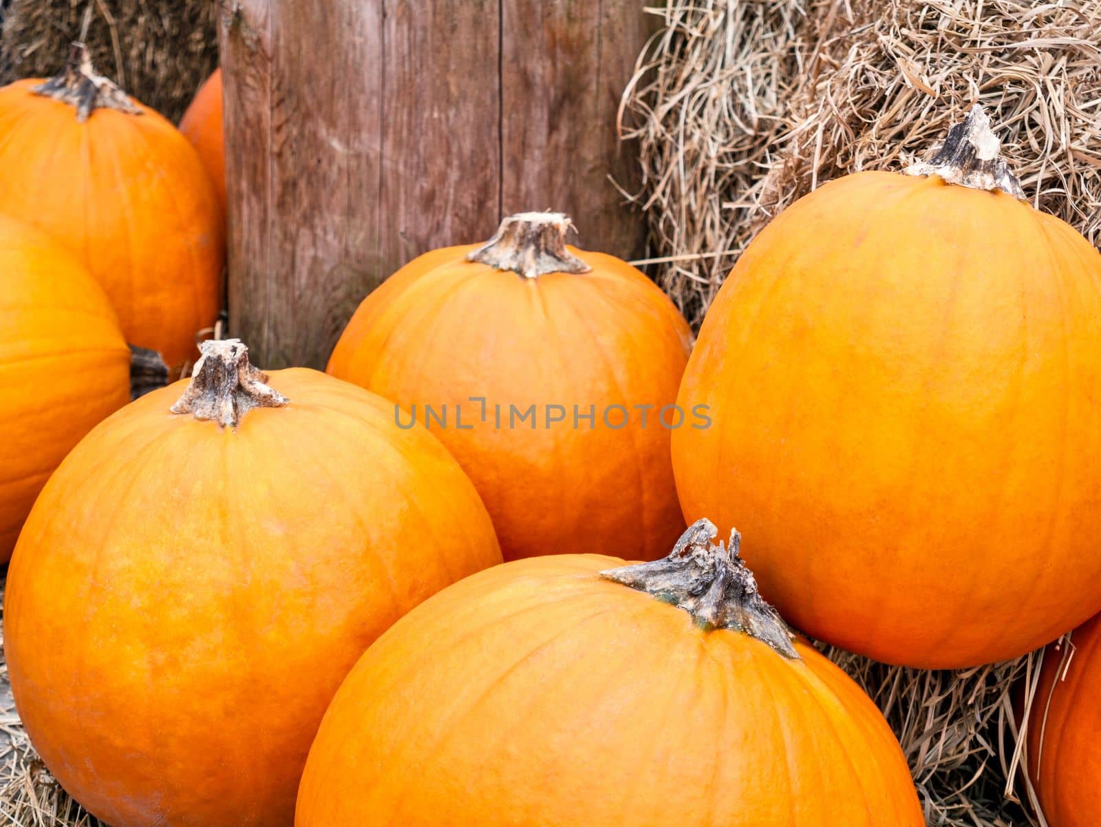 Autumn harvest of pumpkins on dry forage background.