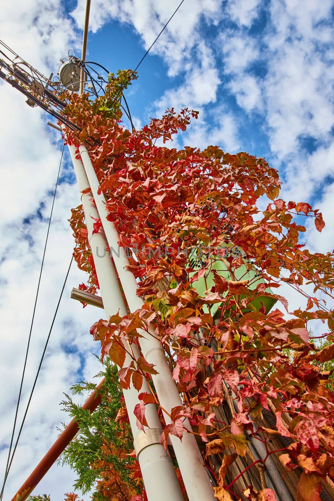 Image of Red vines grow up and take over wood telephone pole viewed from below