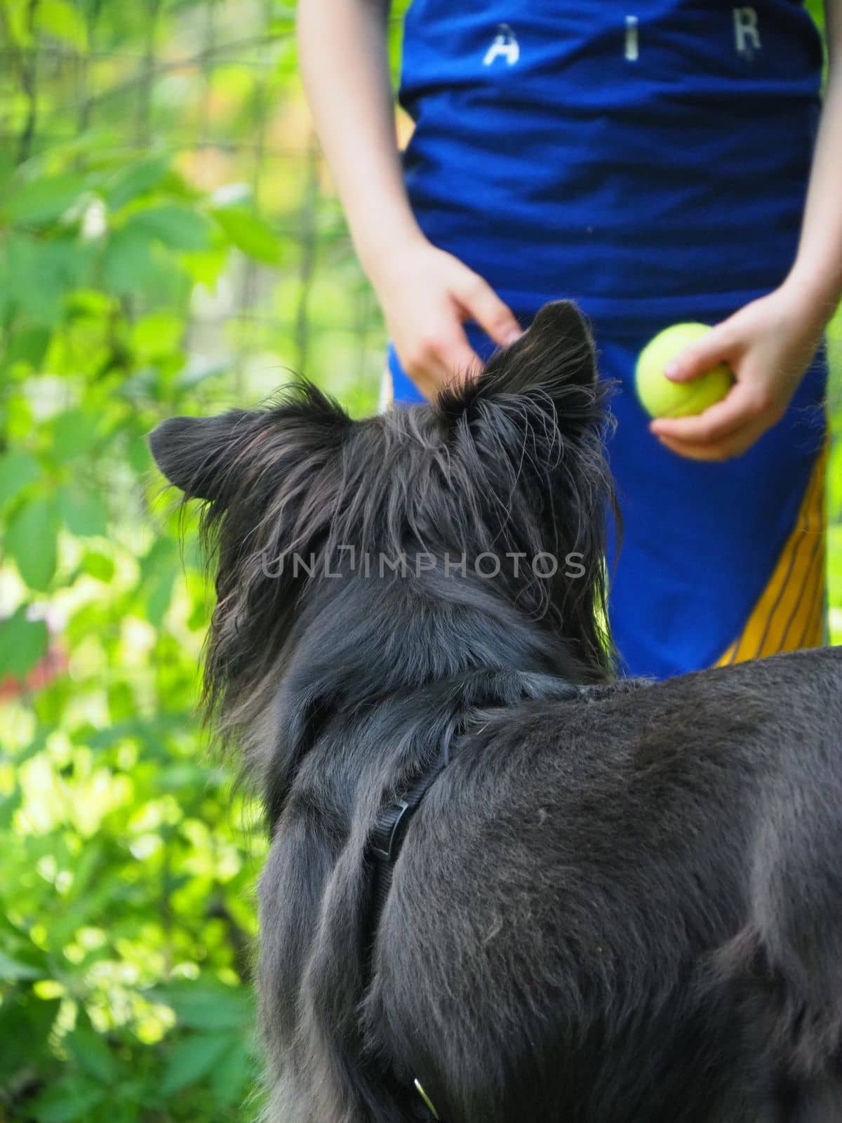 young black belgian shepherd dog outdoors in the park by verbano