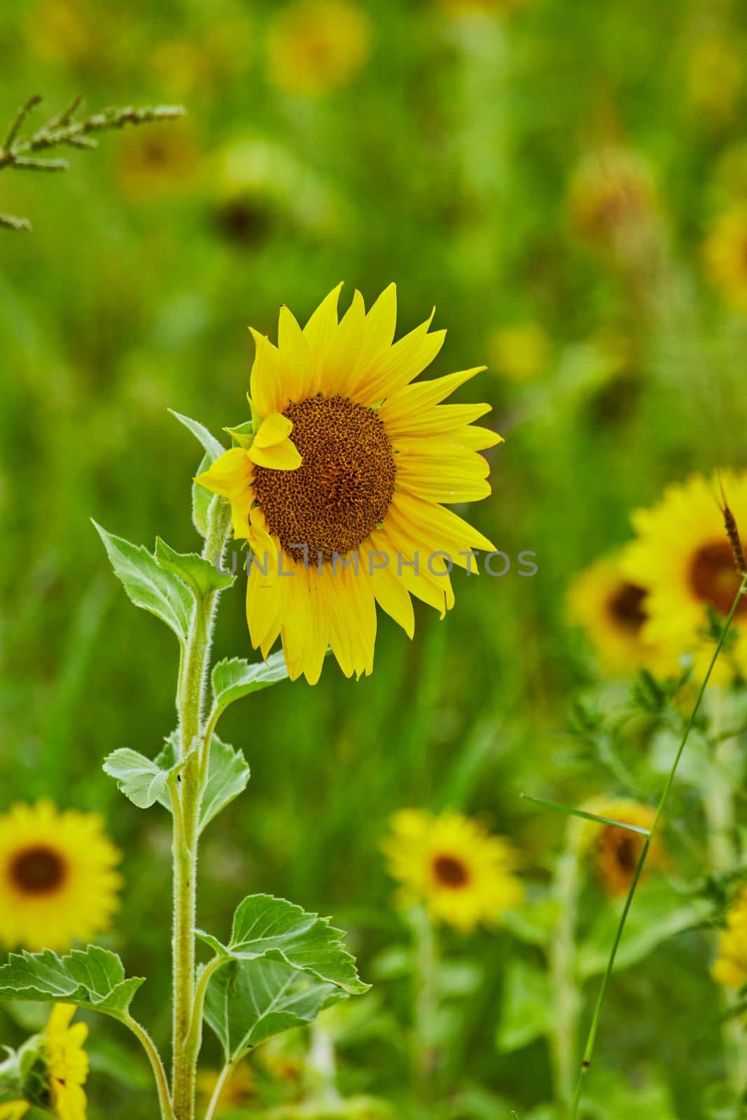 Image of Young sunflower plant in field surrounded by flowers